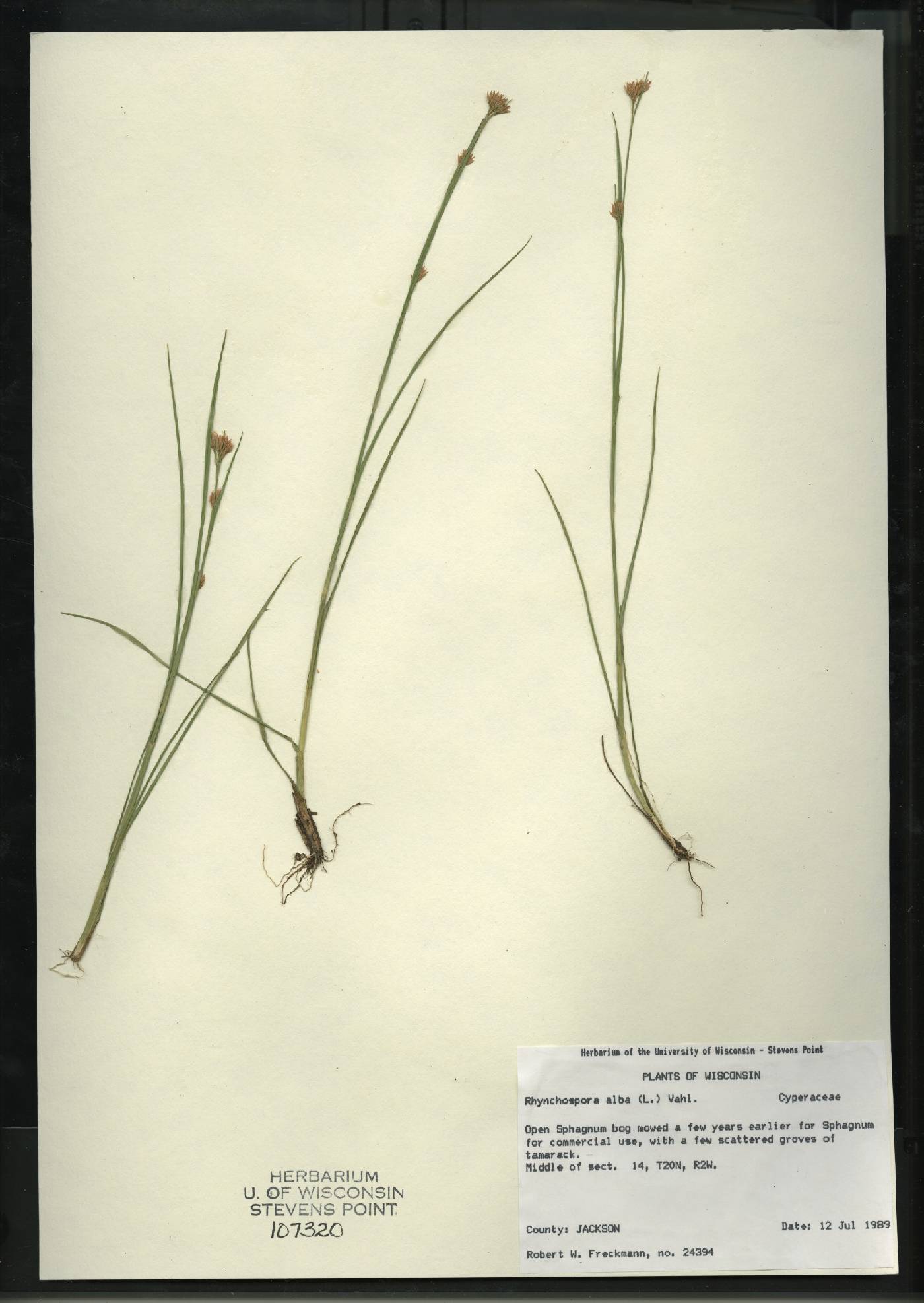 Rhynchospora alba image