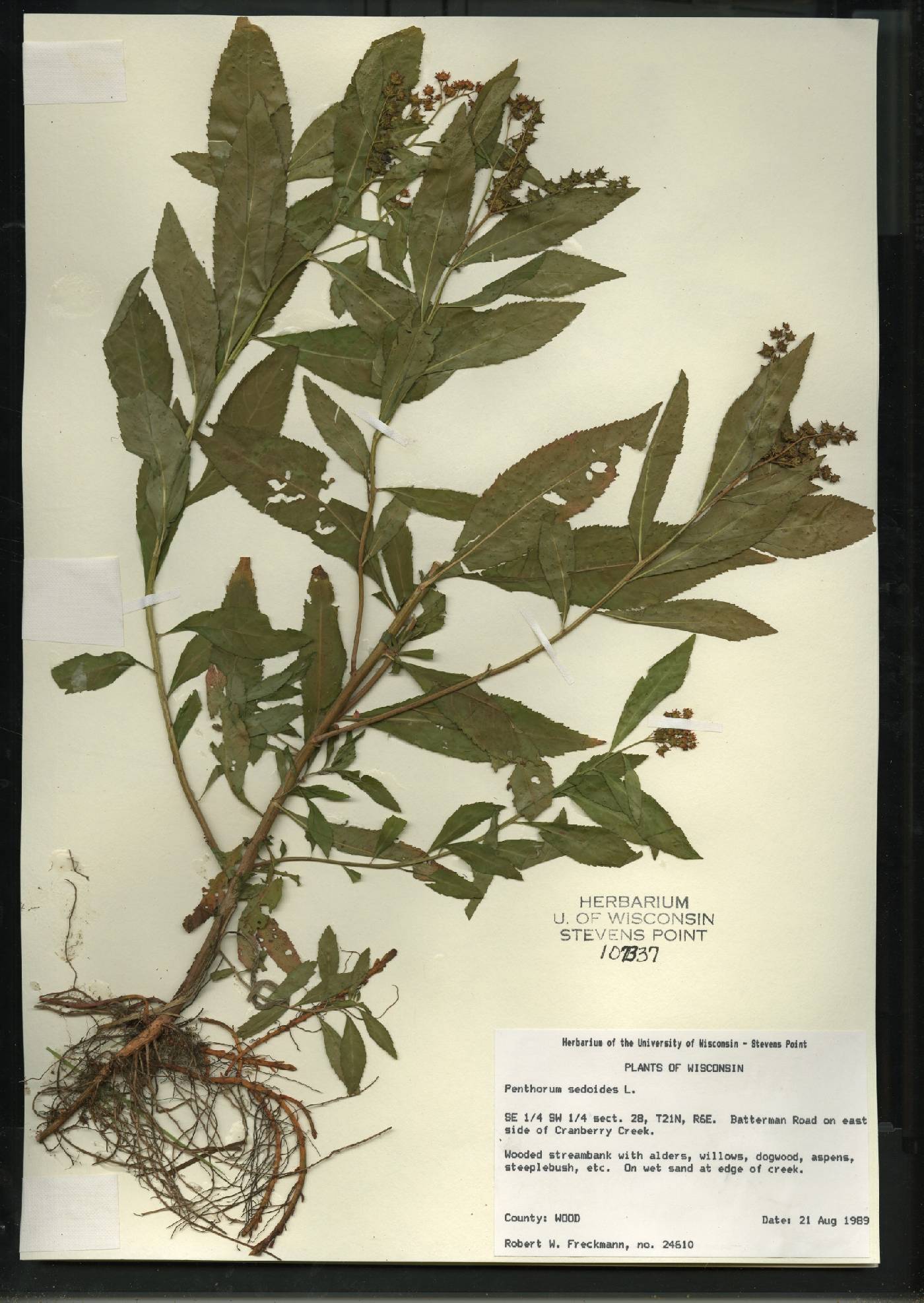 Penthorum sedoides image