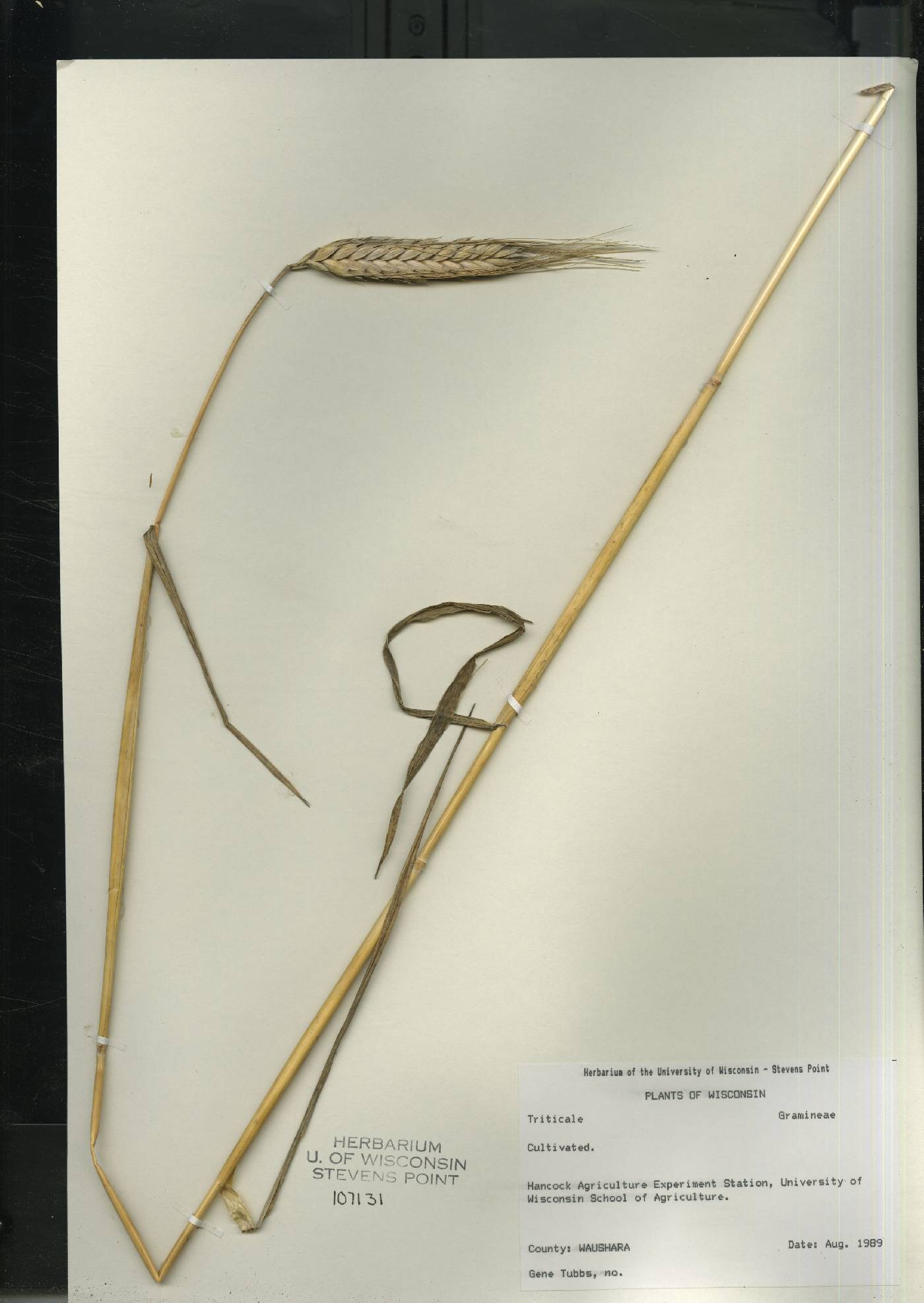 Triticum aestivum image