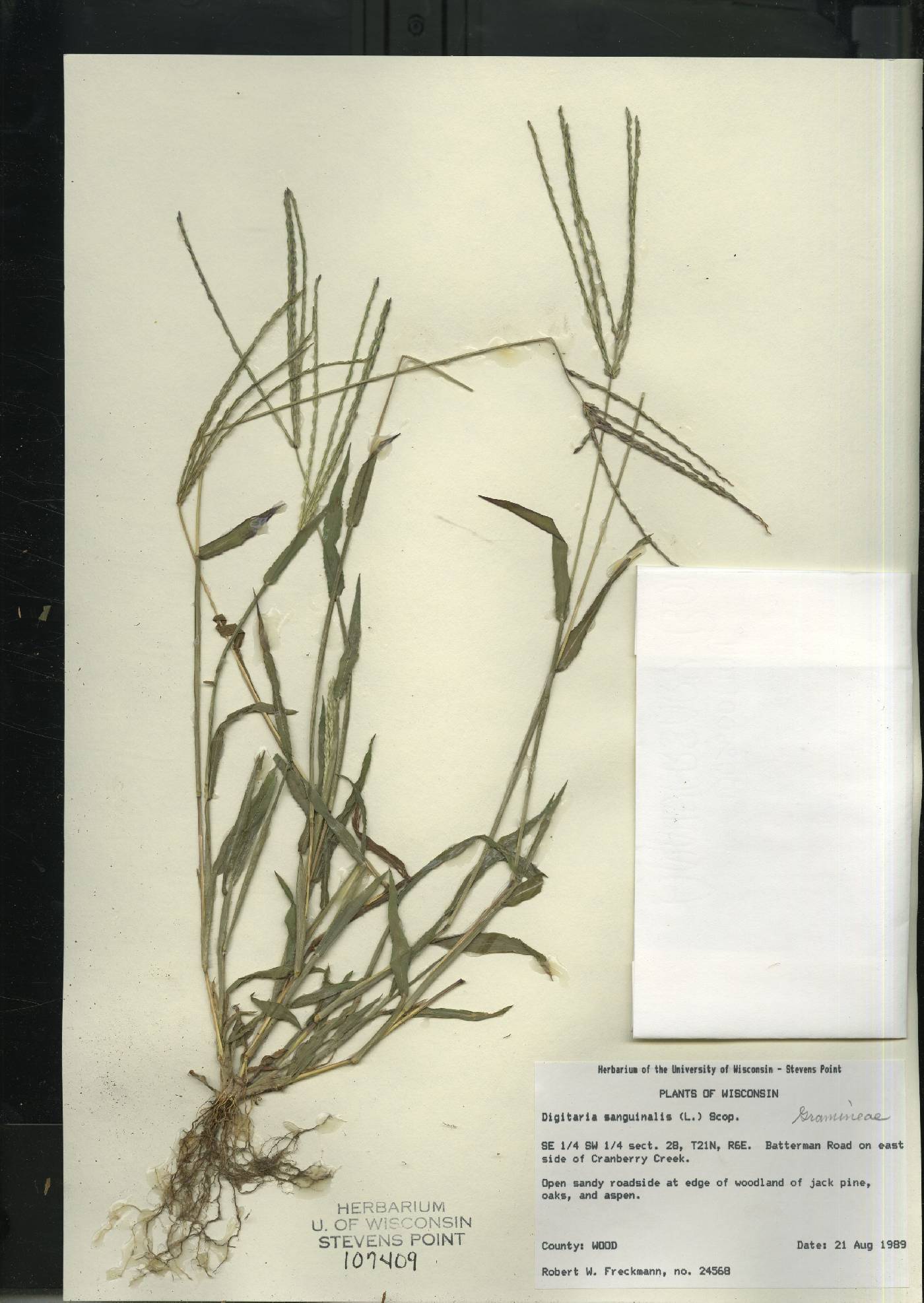 Digitaria sanguinalis image