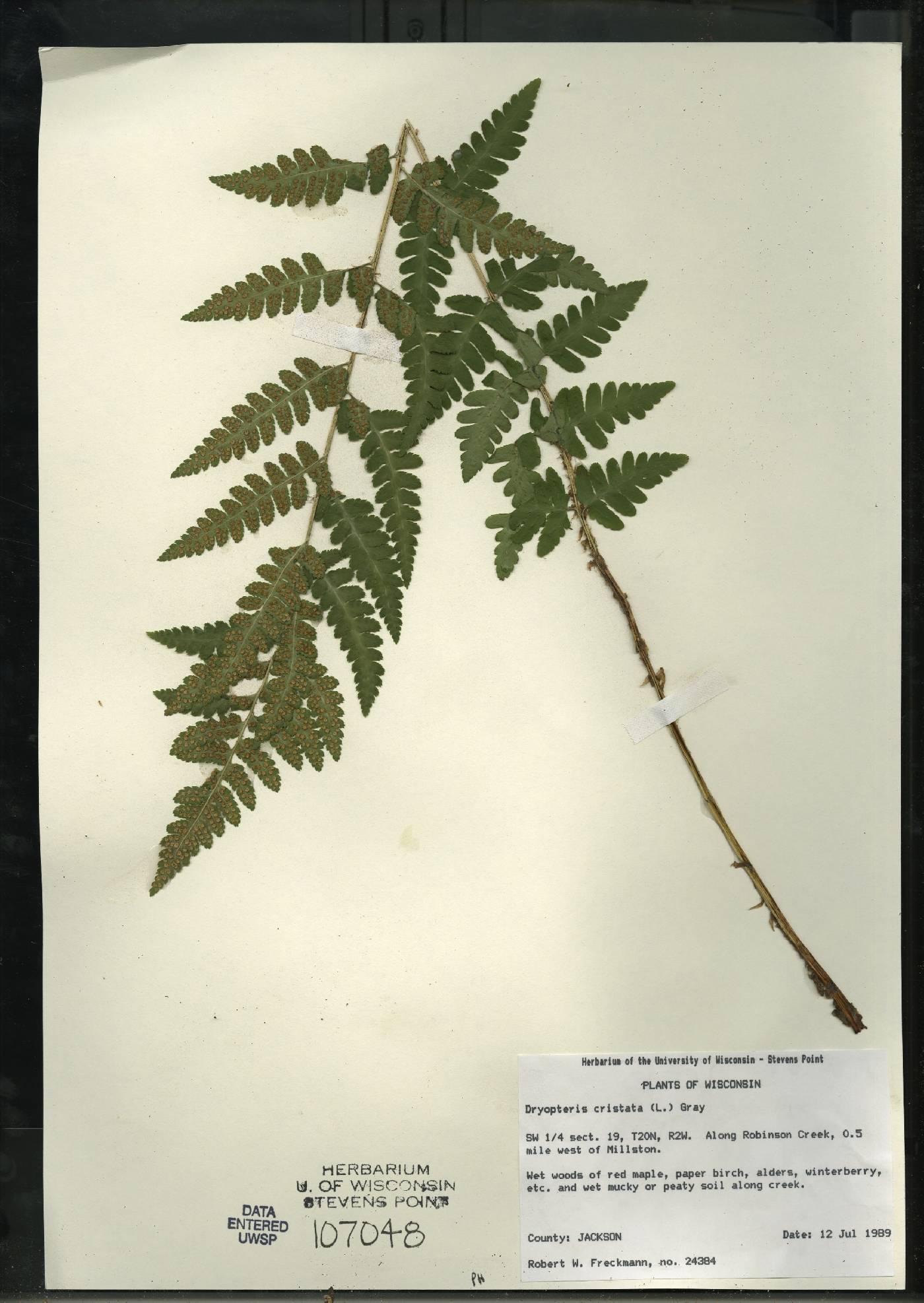 Dryopteris cristata image