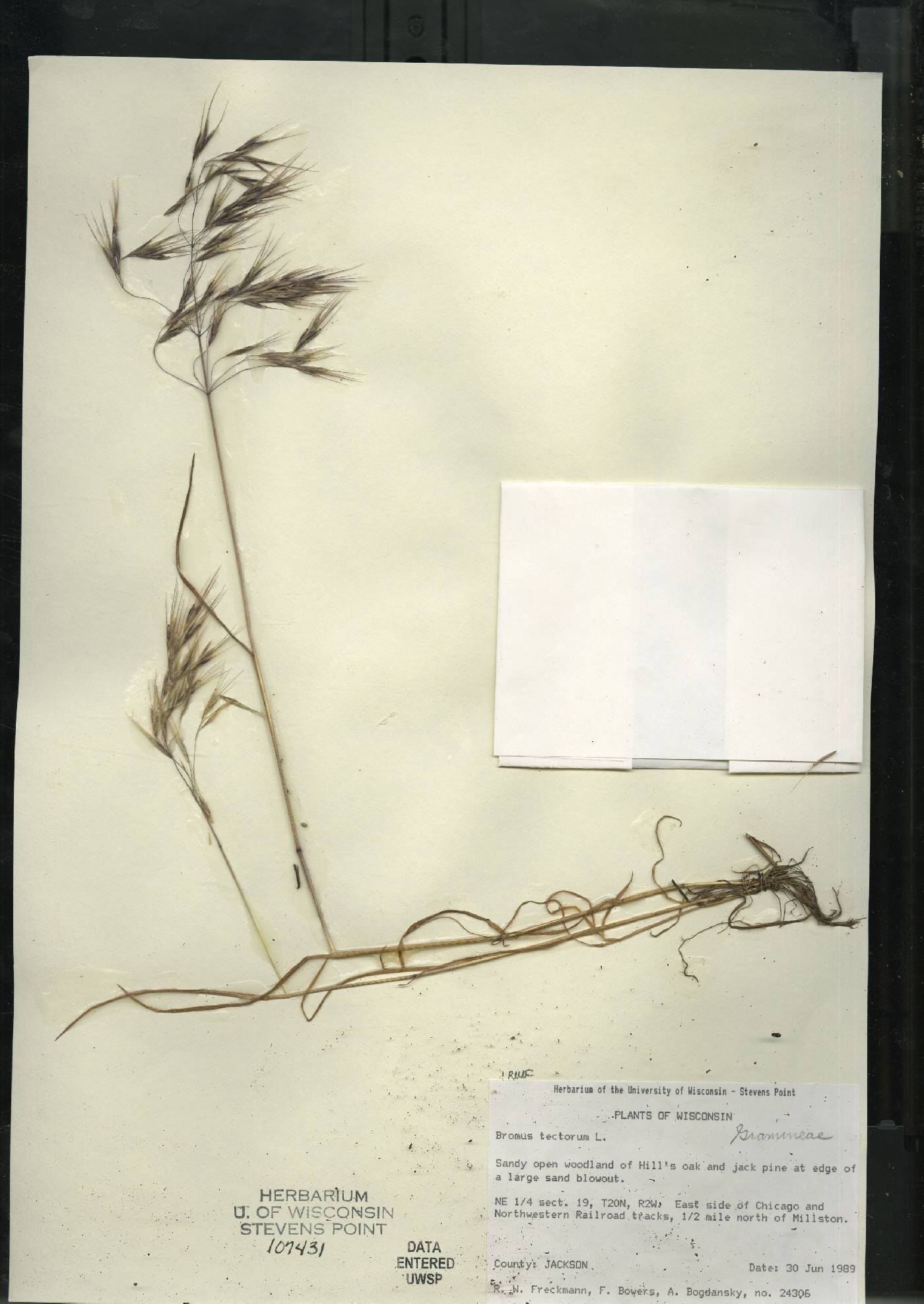 Bromus tectorum image