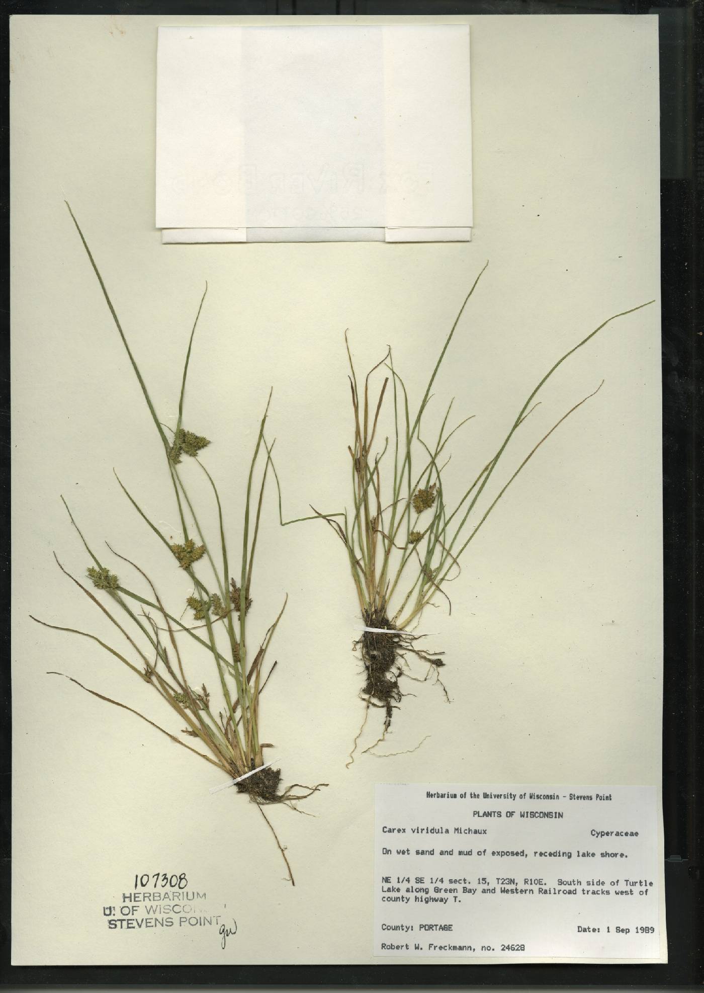 Carex viridula subsp. viridula image