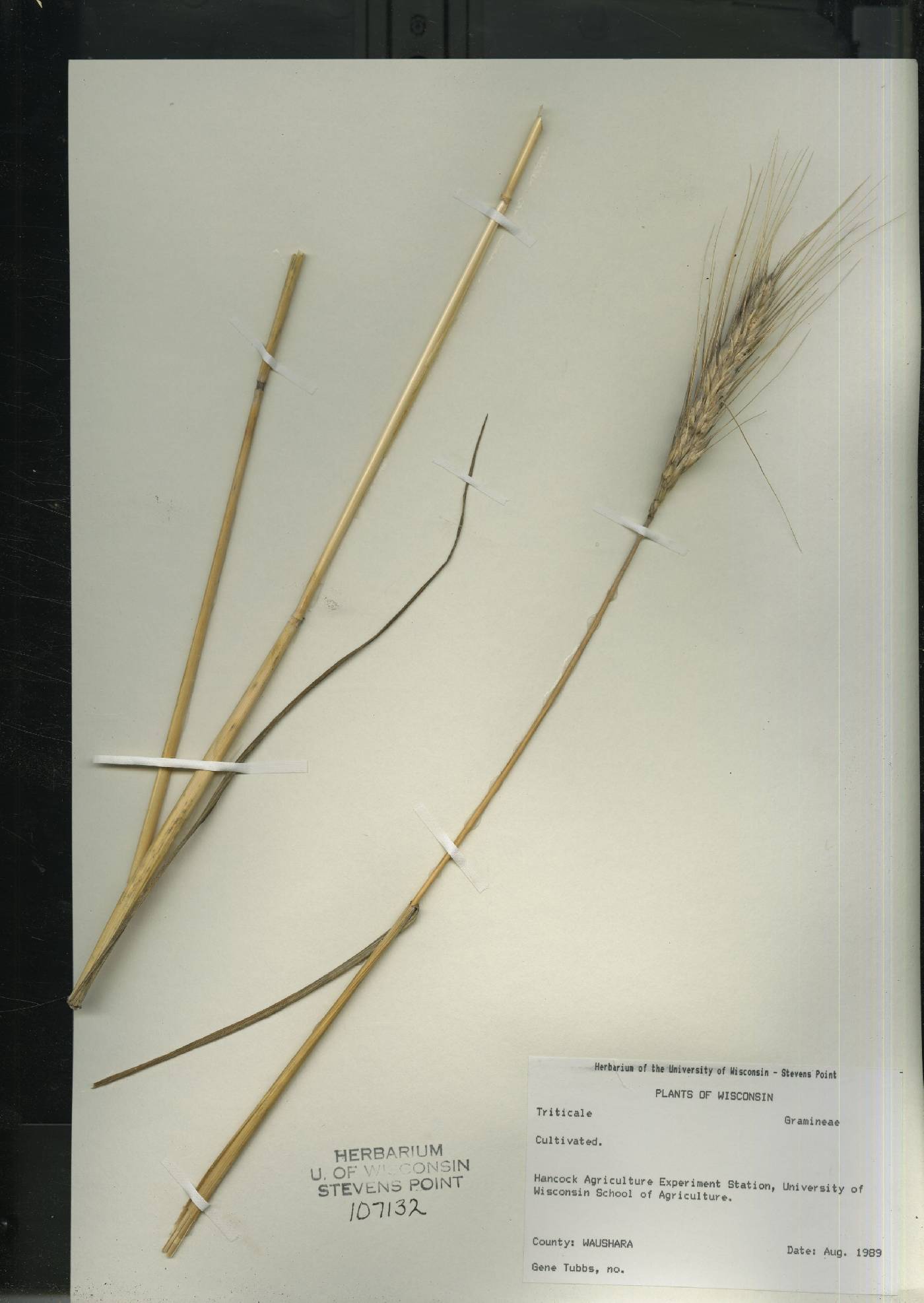 Triticum aestivum image