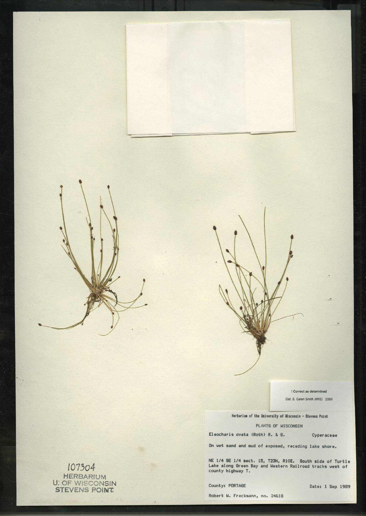 Eleocharis ovata image