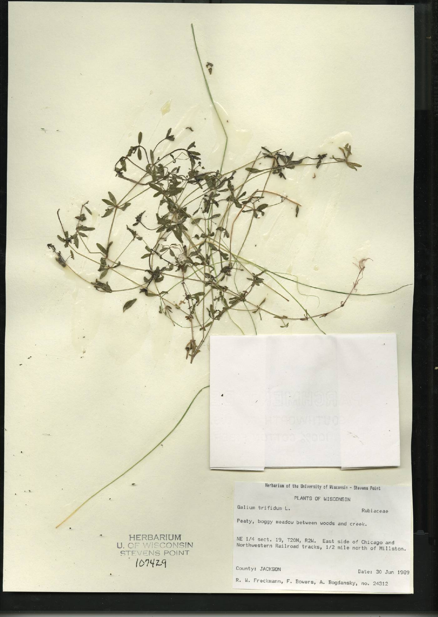 Galium trifidum image
