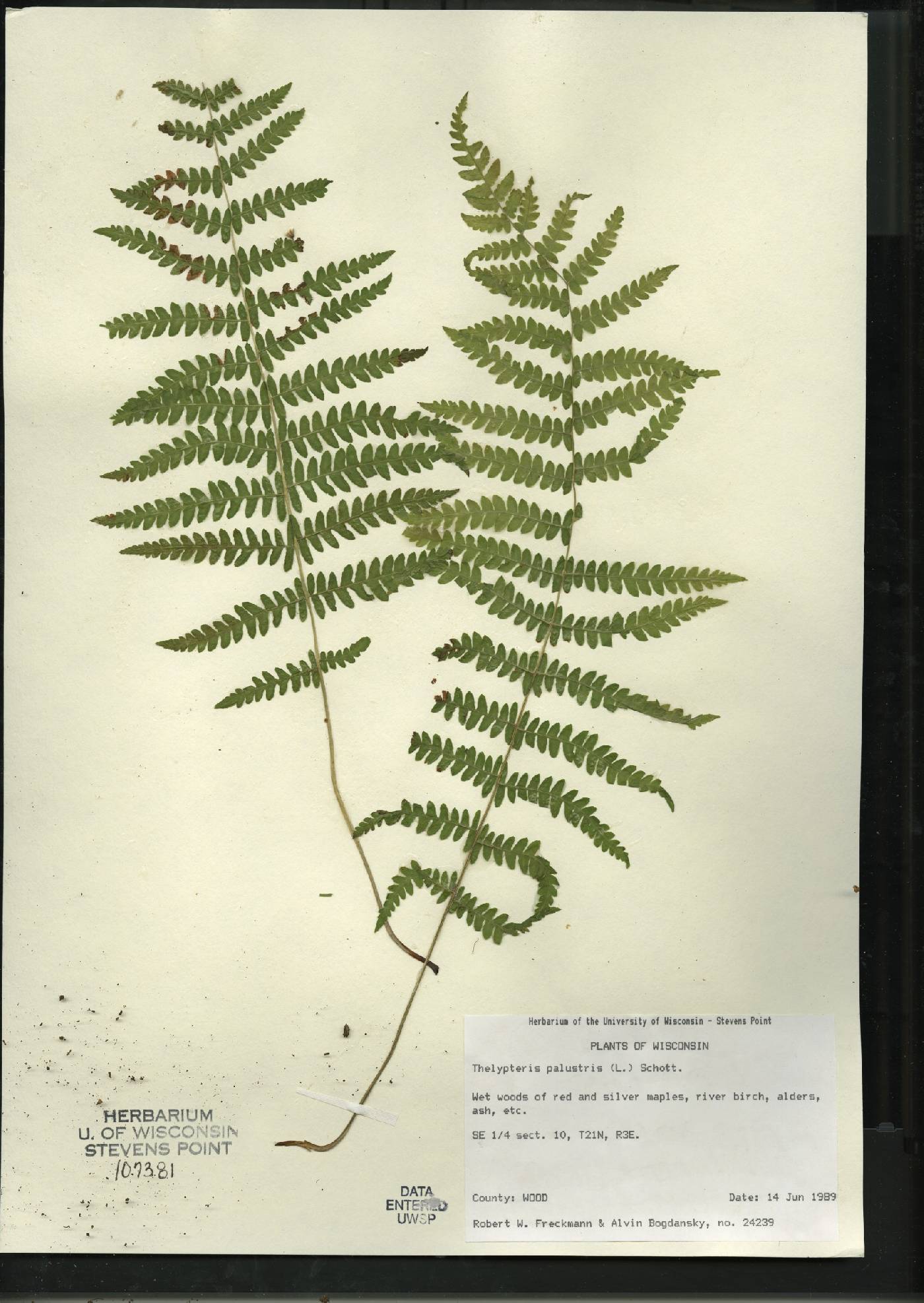 Thelypteris palustris var. pubescens image