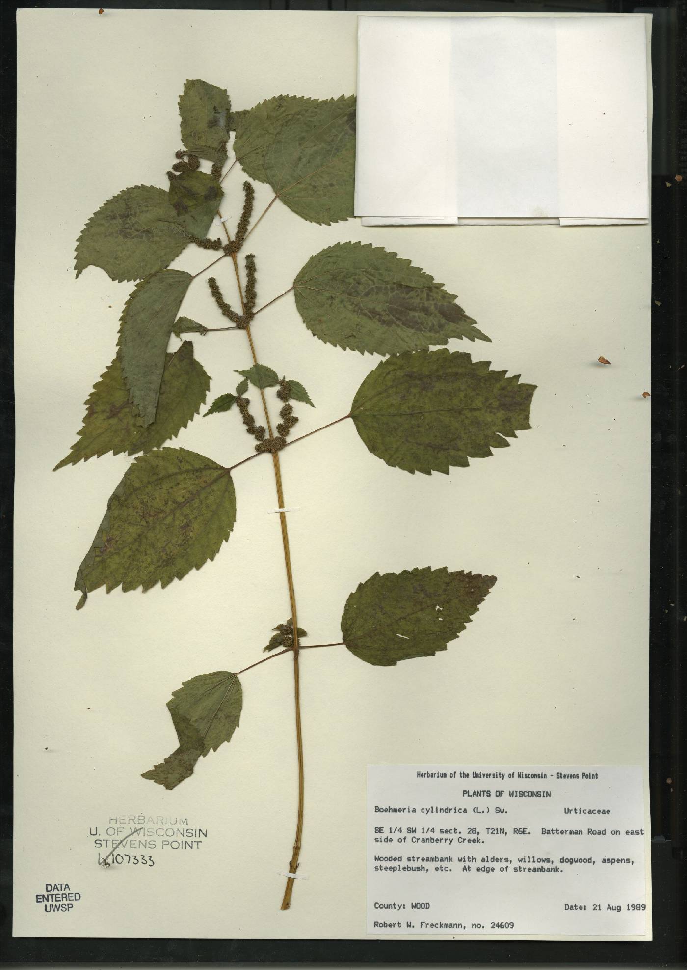 Boehmeria cylindrica image