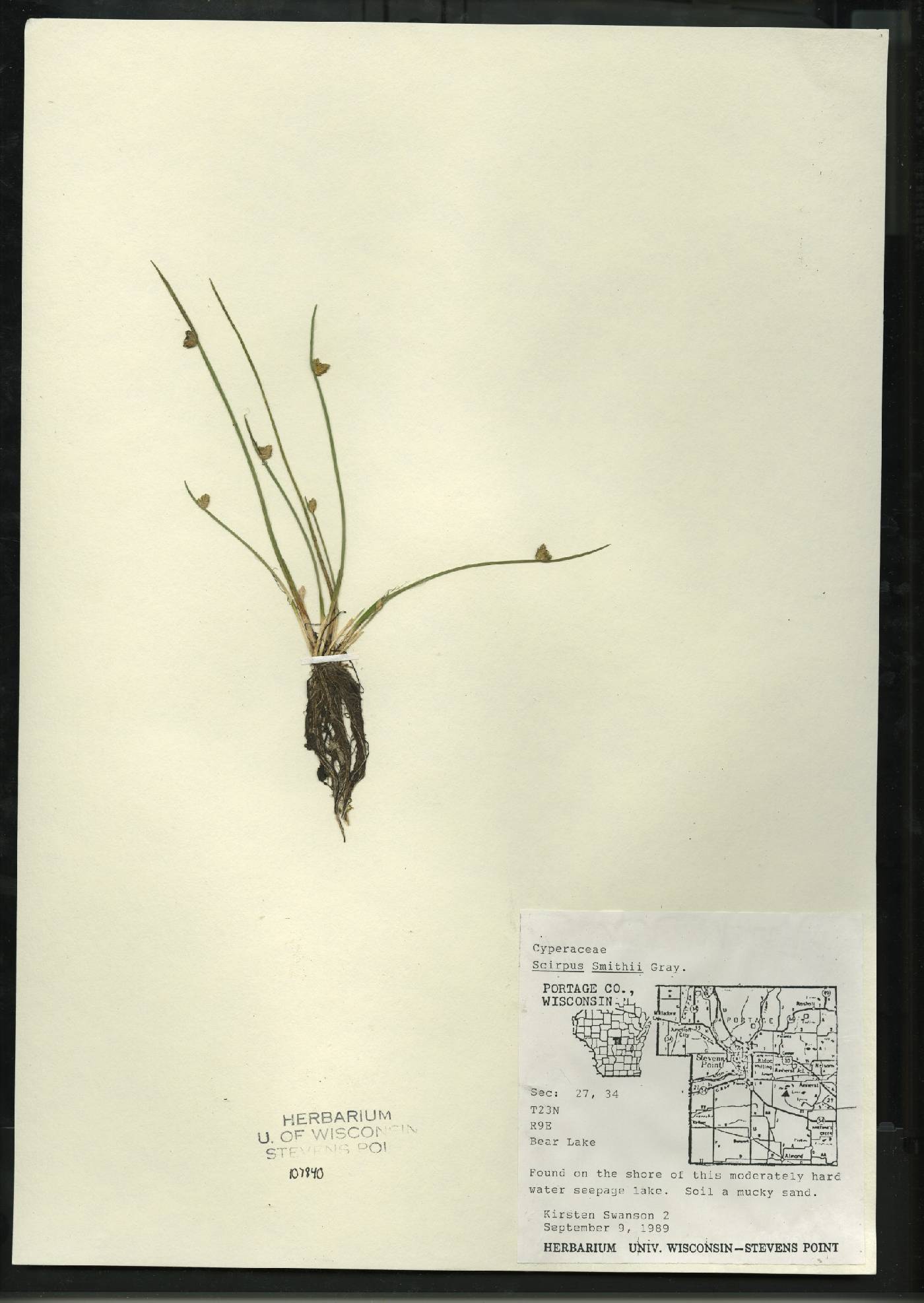 Schoenoplectus smithii image