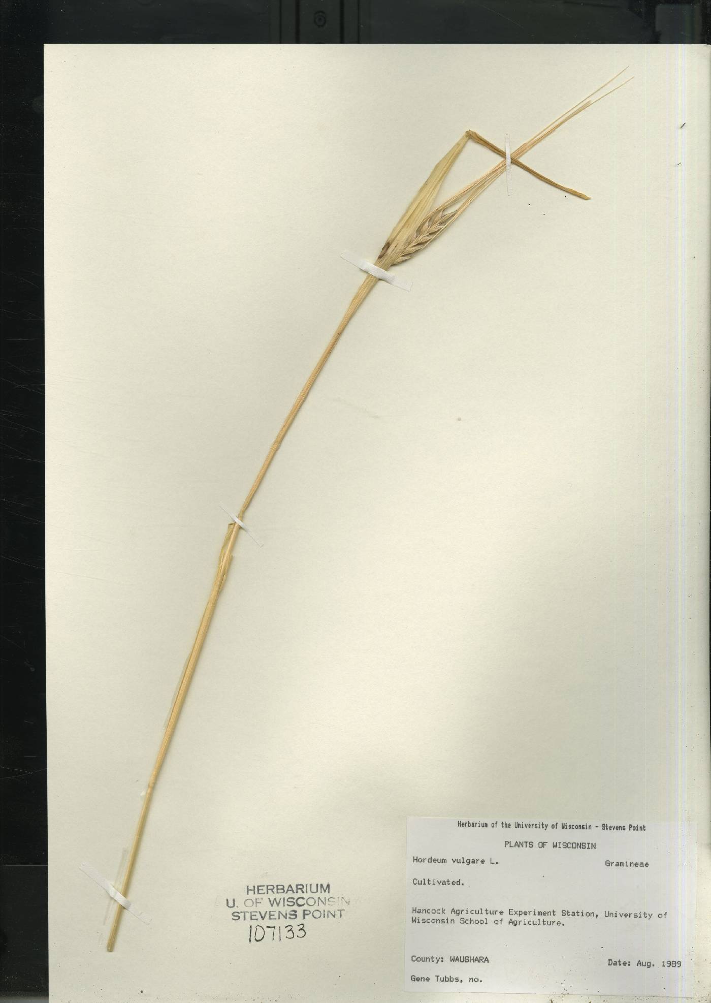 Hordeum vulgare image