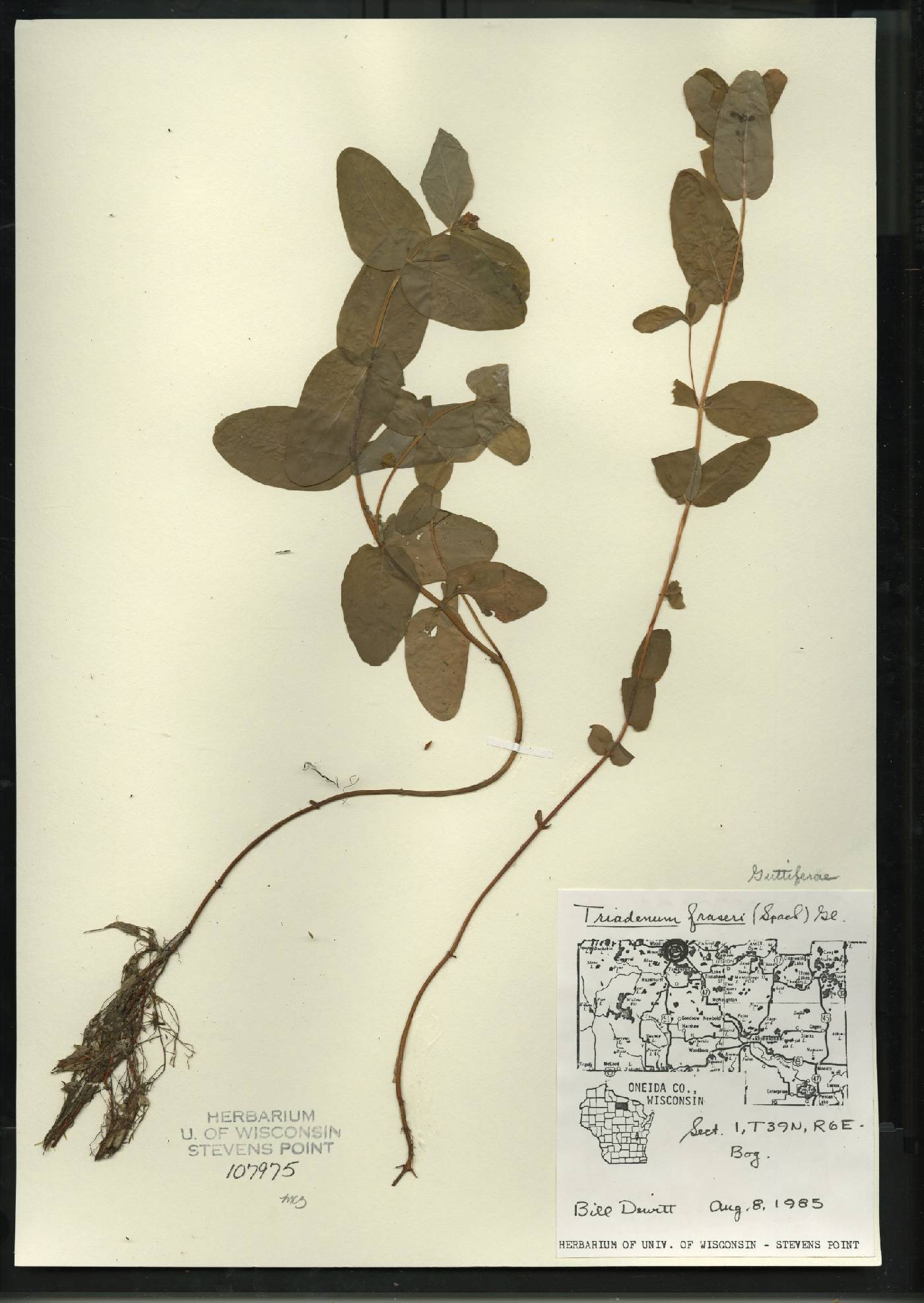 Triadenum fraseri image