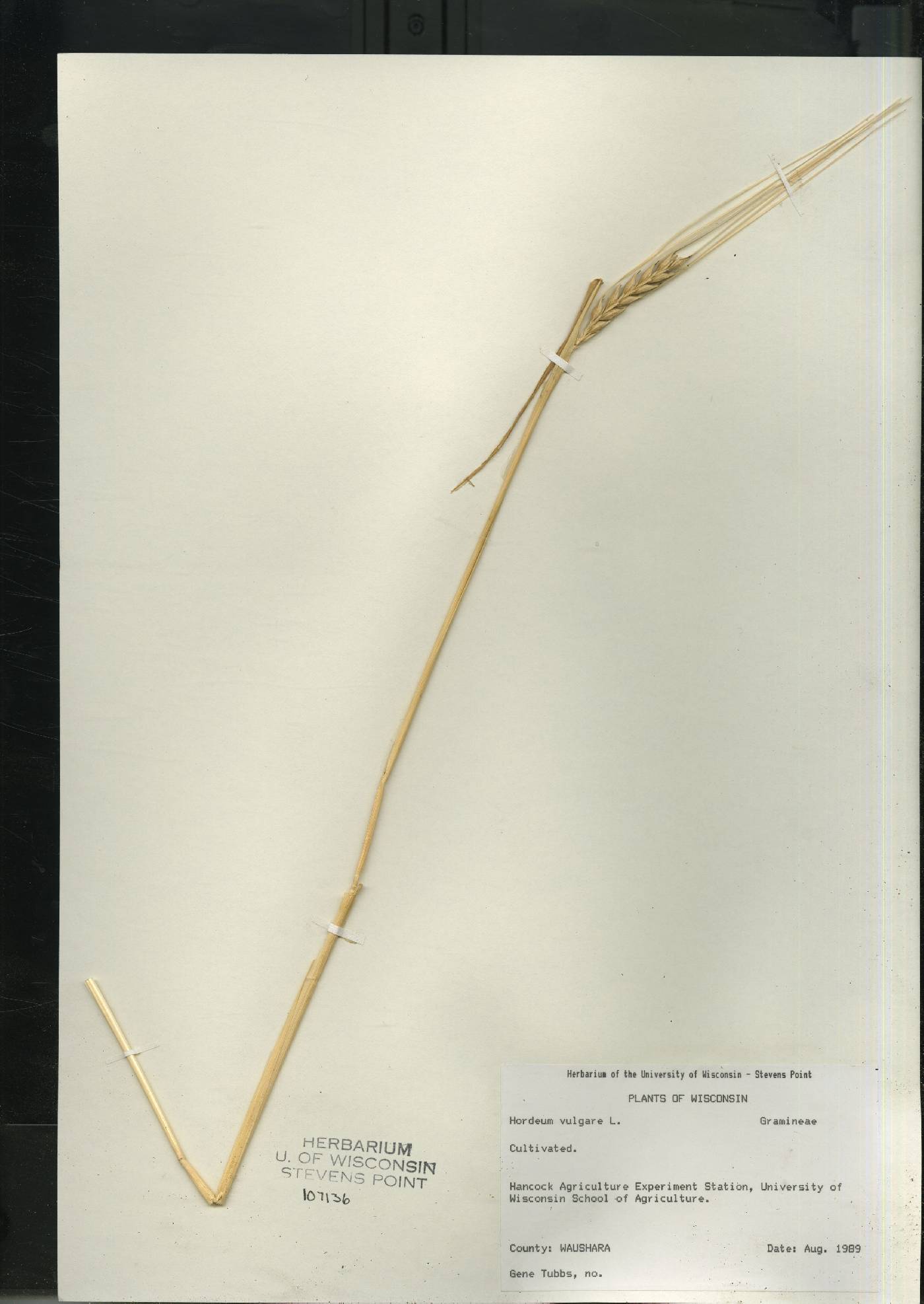 Hordeum vulgare image