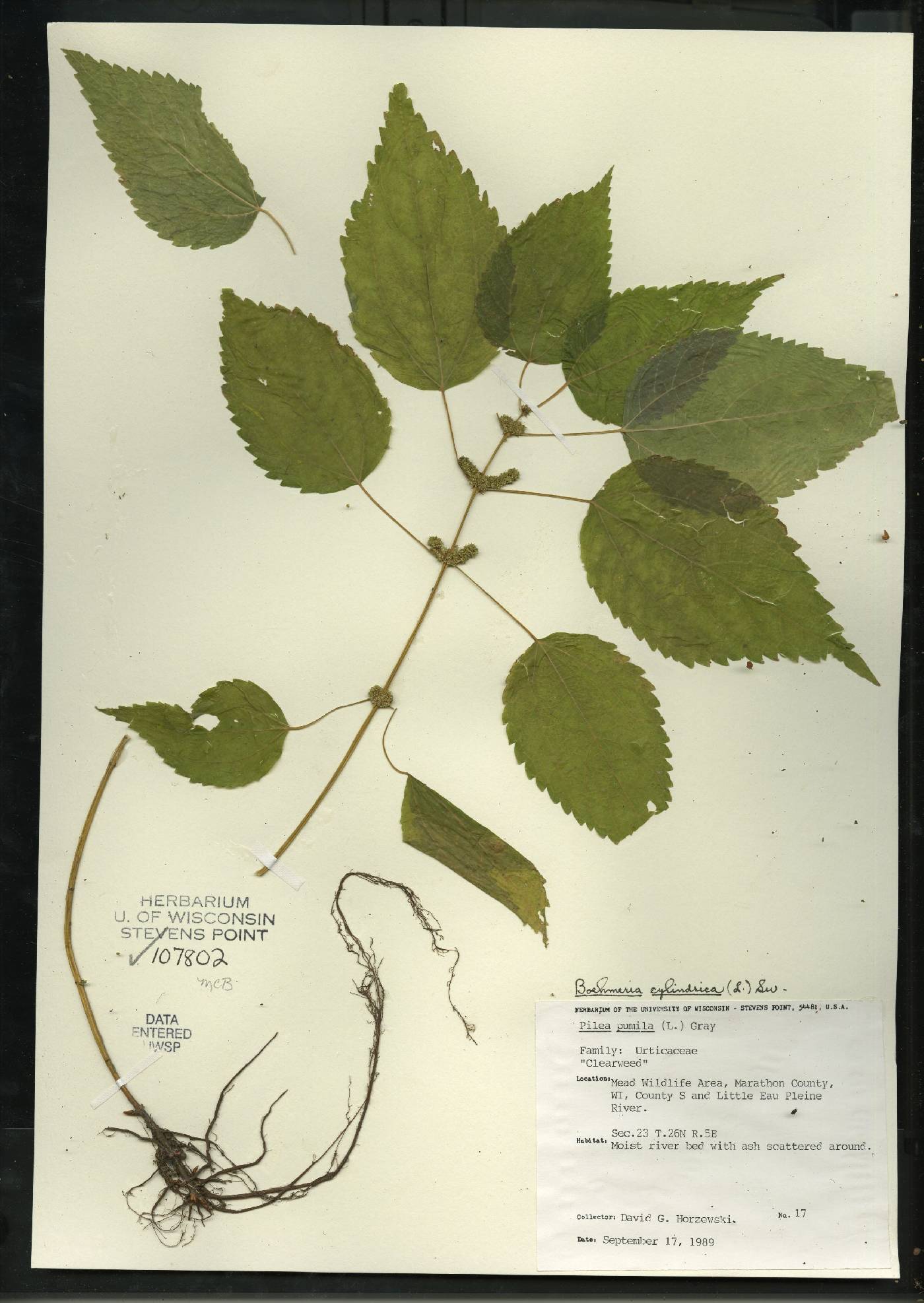 Boehmeria cylindrica image