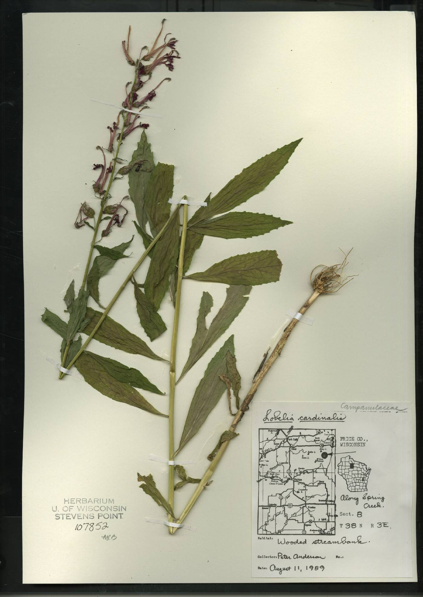 Lobelia cardinalis var. cardinalis image