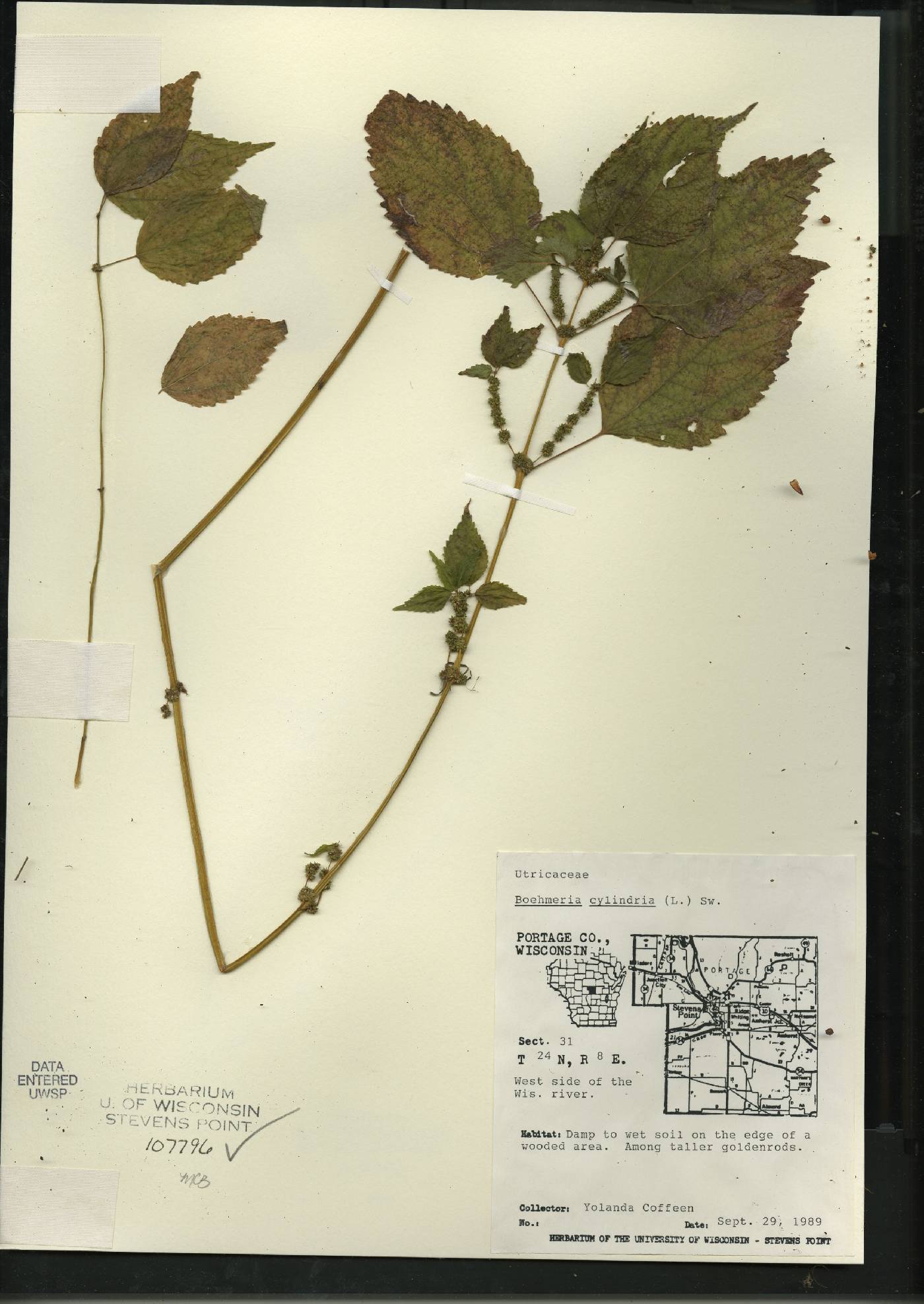 Boehmeria cylindrica image