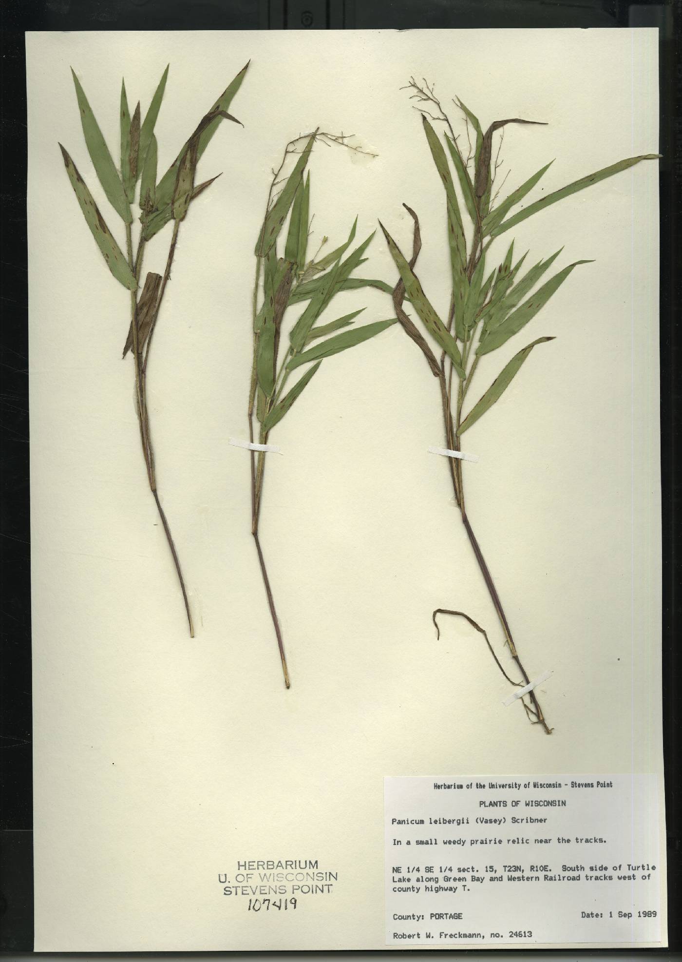 Dichanthelium leibergii image