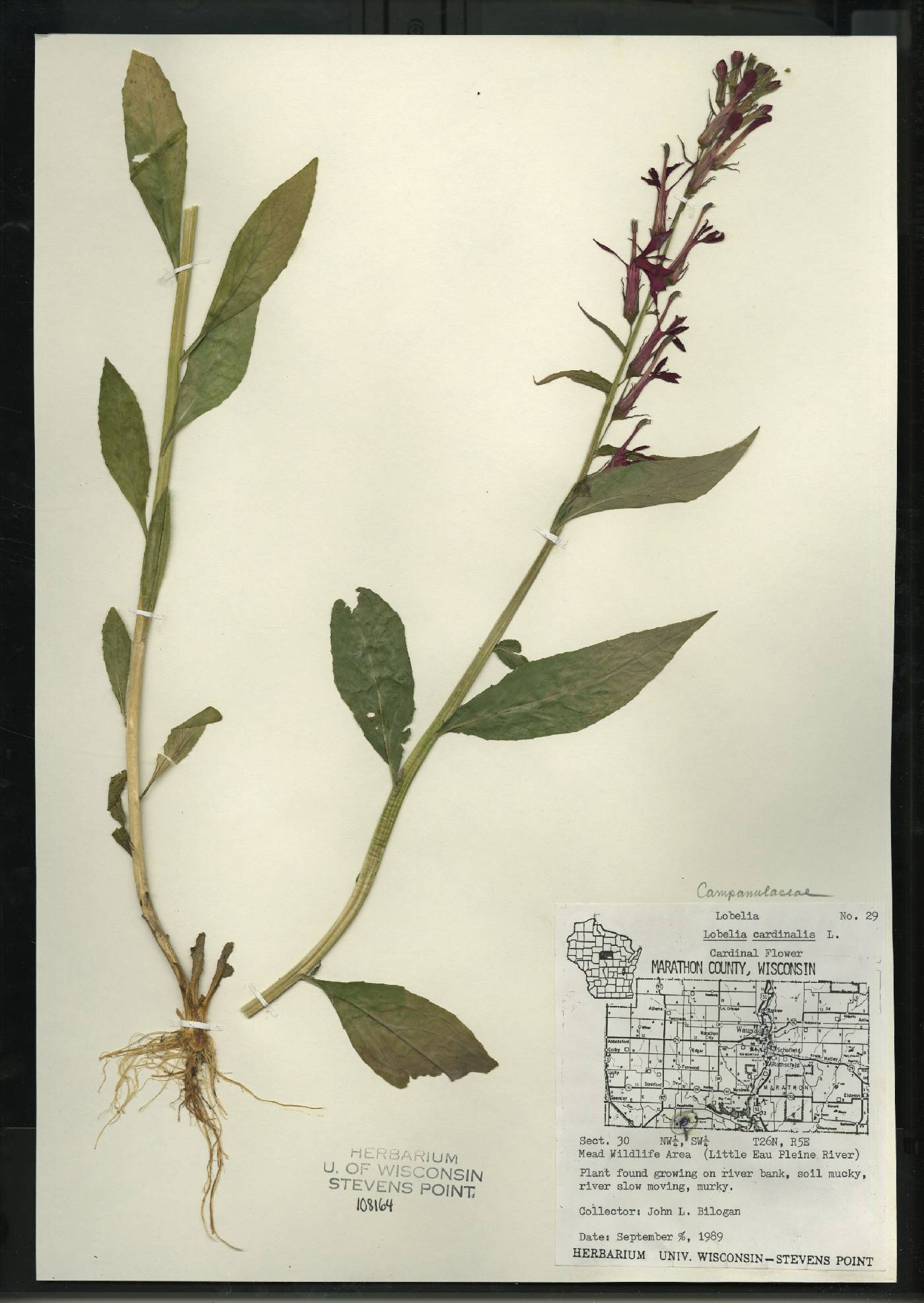 Lobelia cardinalis image