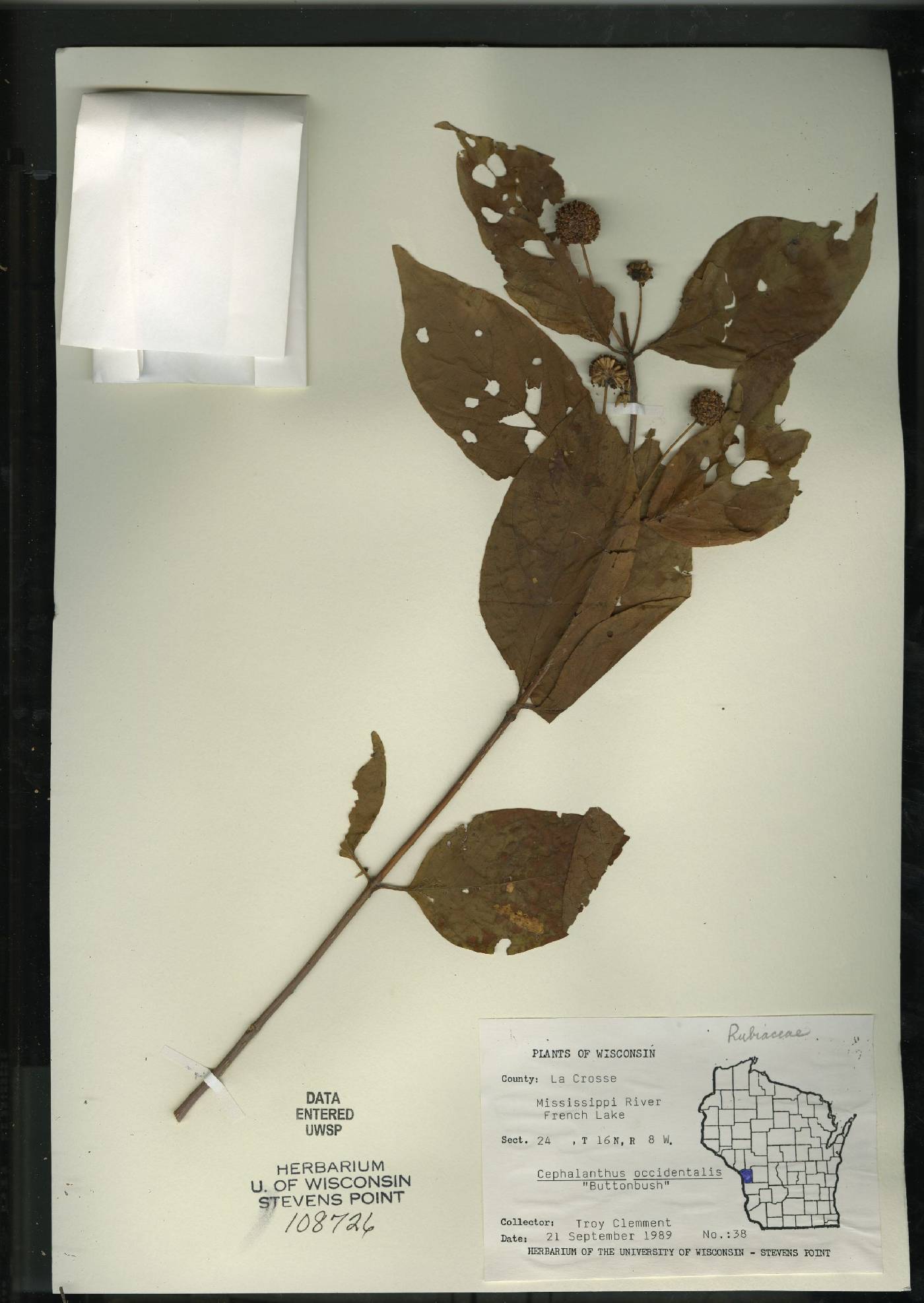 Cephalanthus occidentalis image