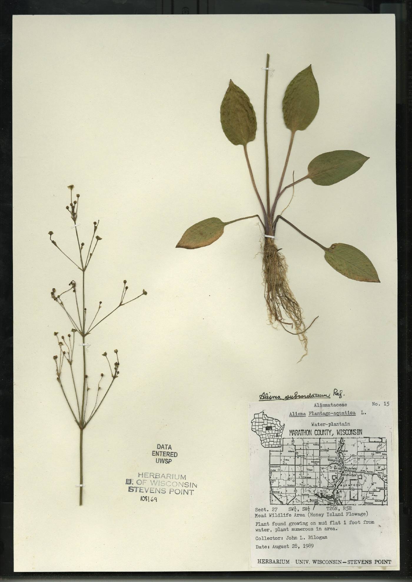 Alisma subcordatum image