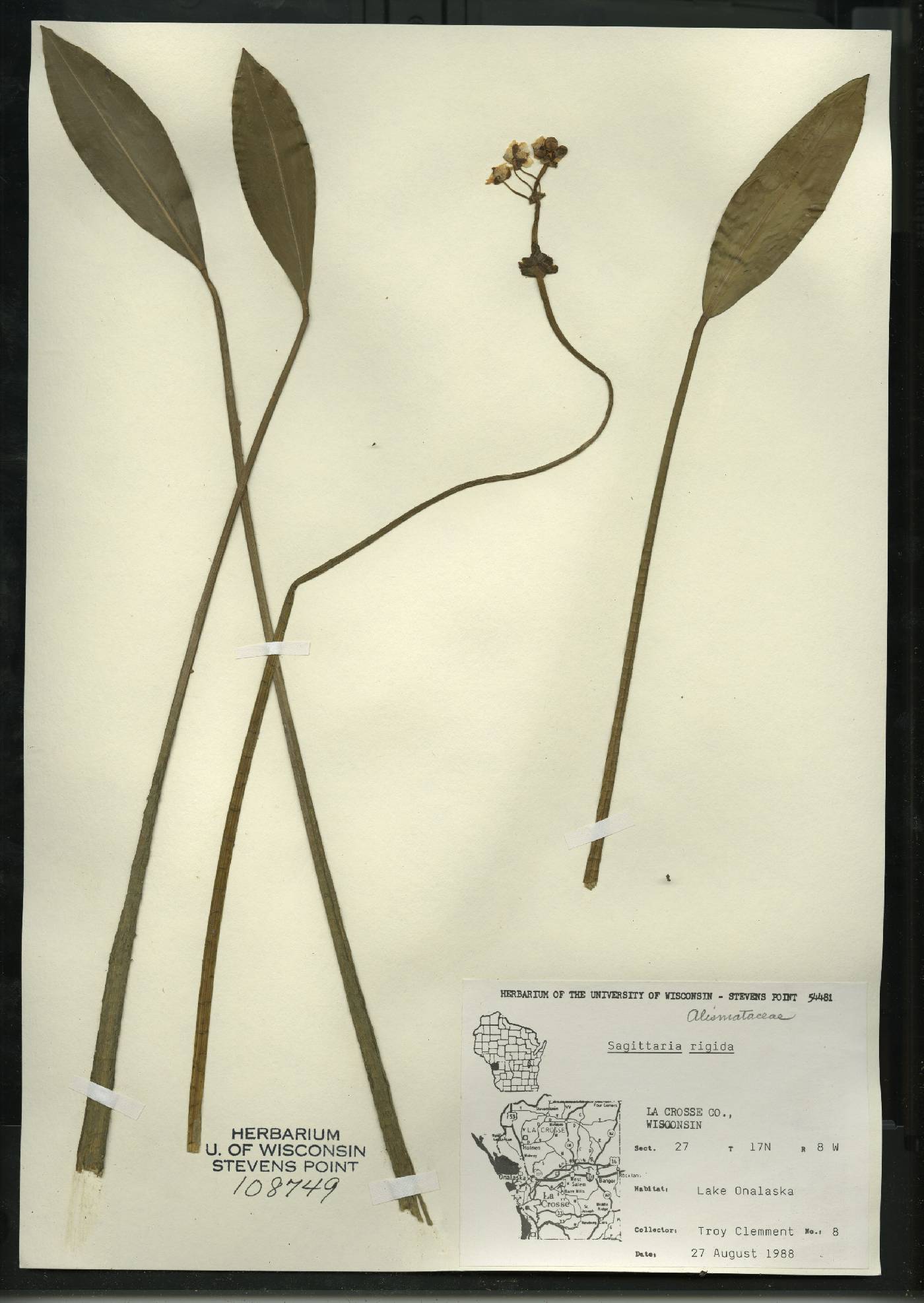 Sagittaria rigida image