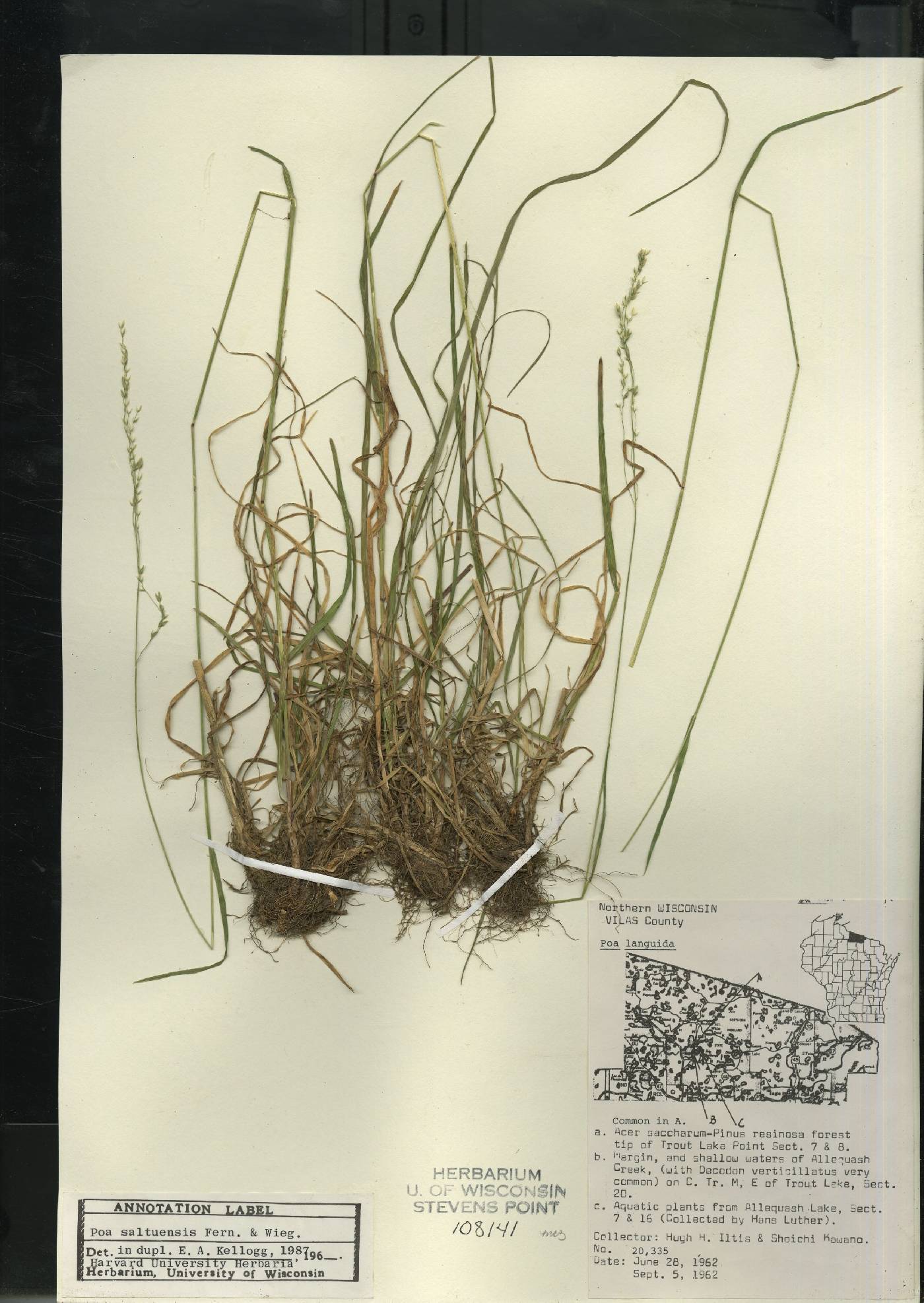 Poa saltuensis image