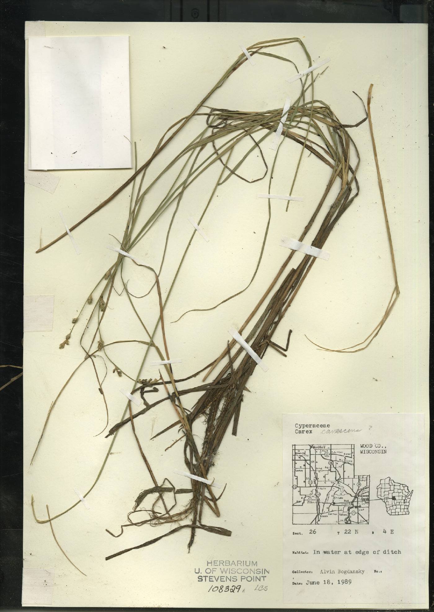 Carex canescens image