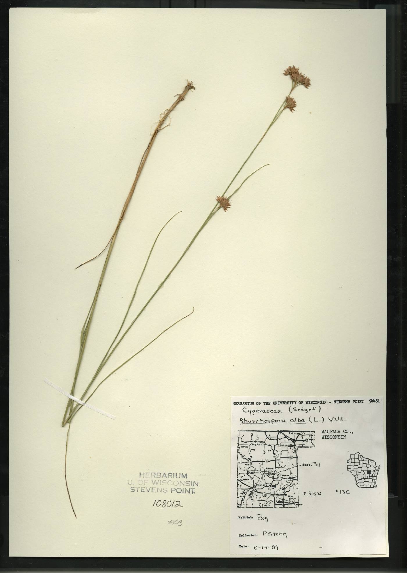 Rhynchospora alba image