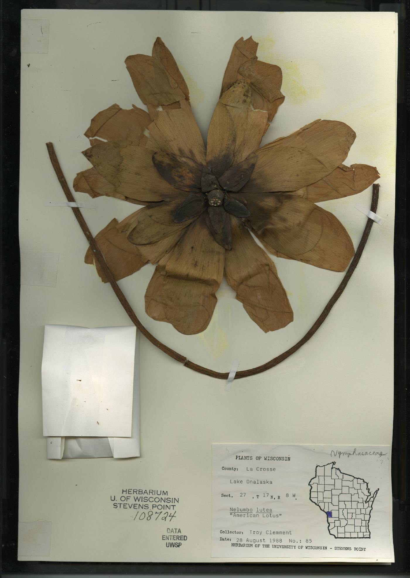 Nelumbo lutea image