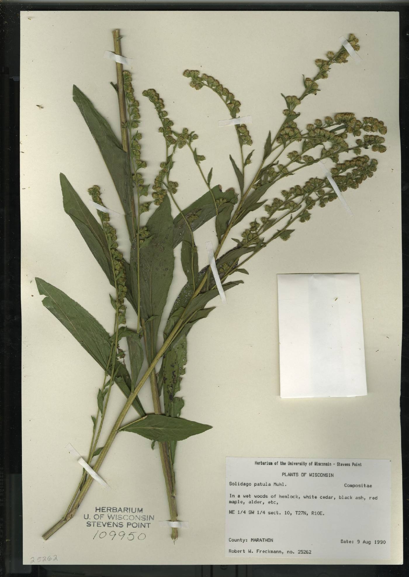 Solidago patula image