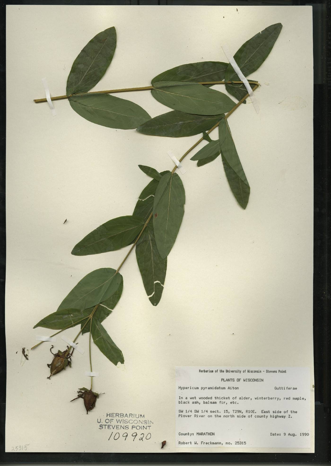 Hypericum ascyron image