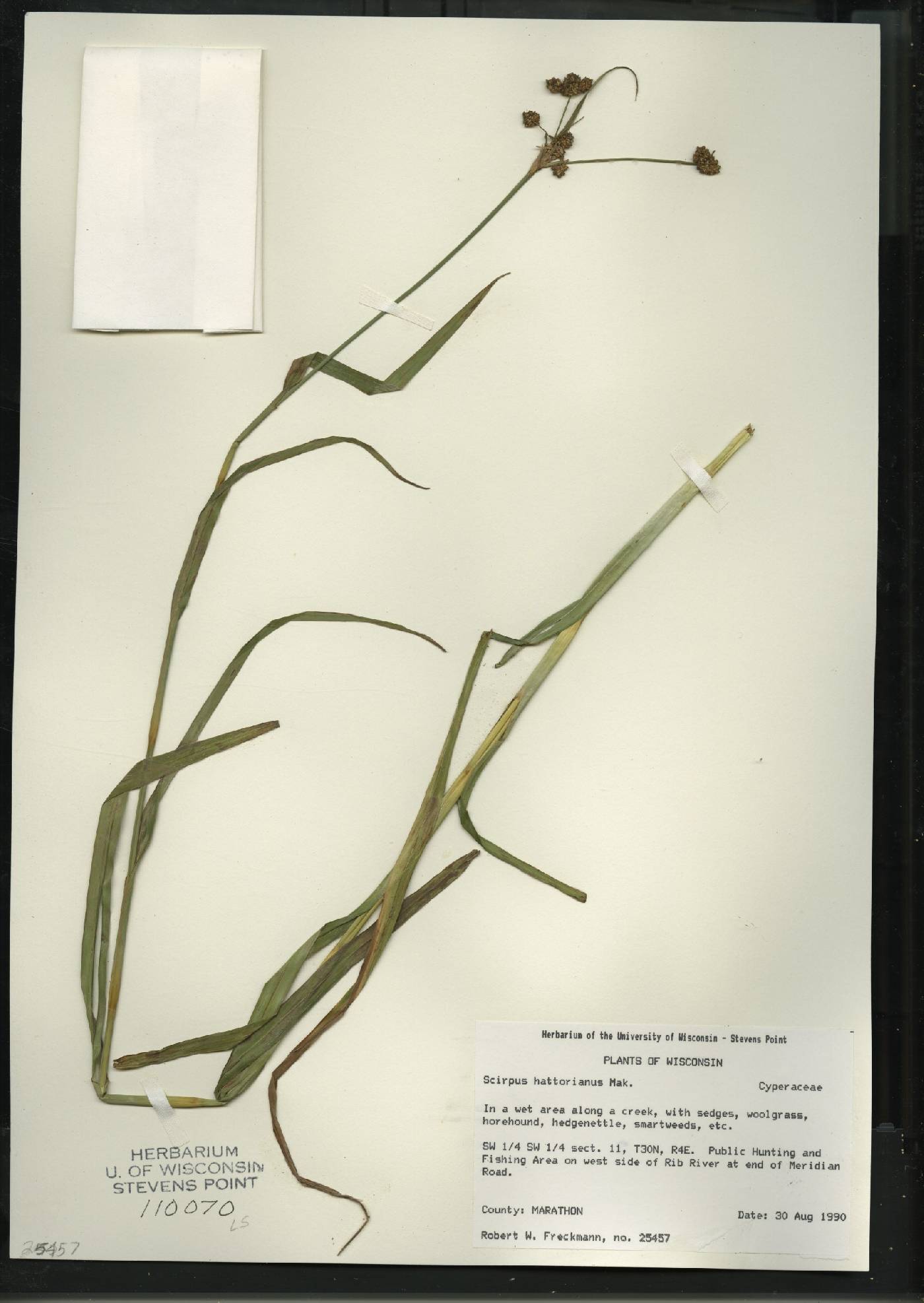 Scirpus hattorianus image