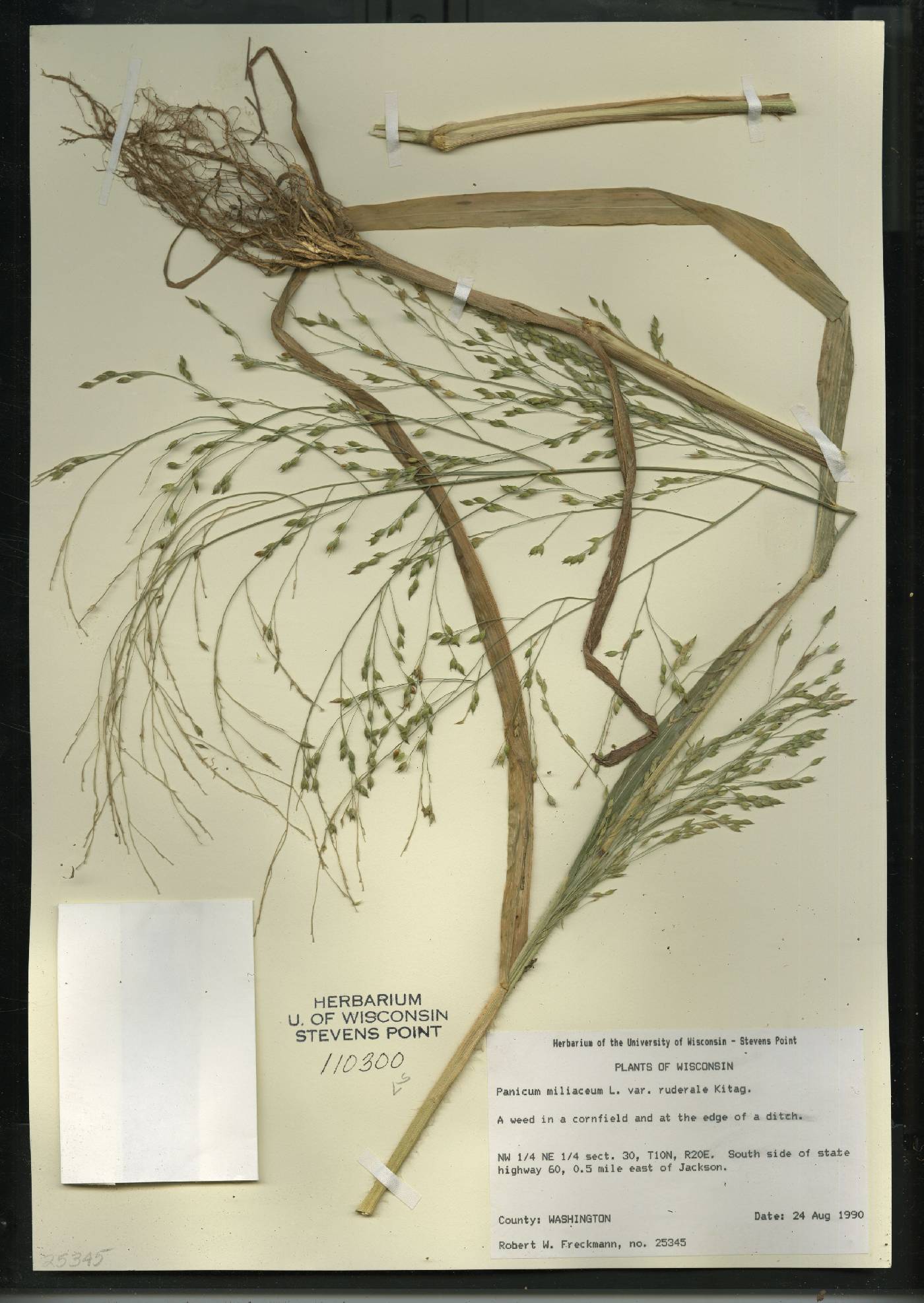 Panicum miliaceum subsp. ruderale image