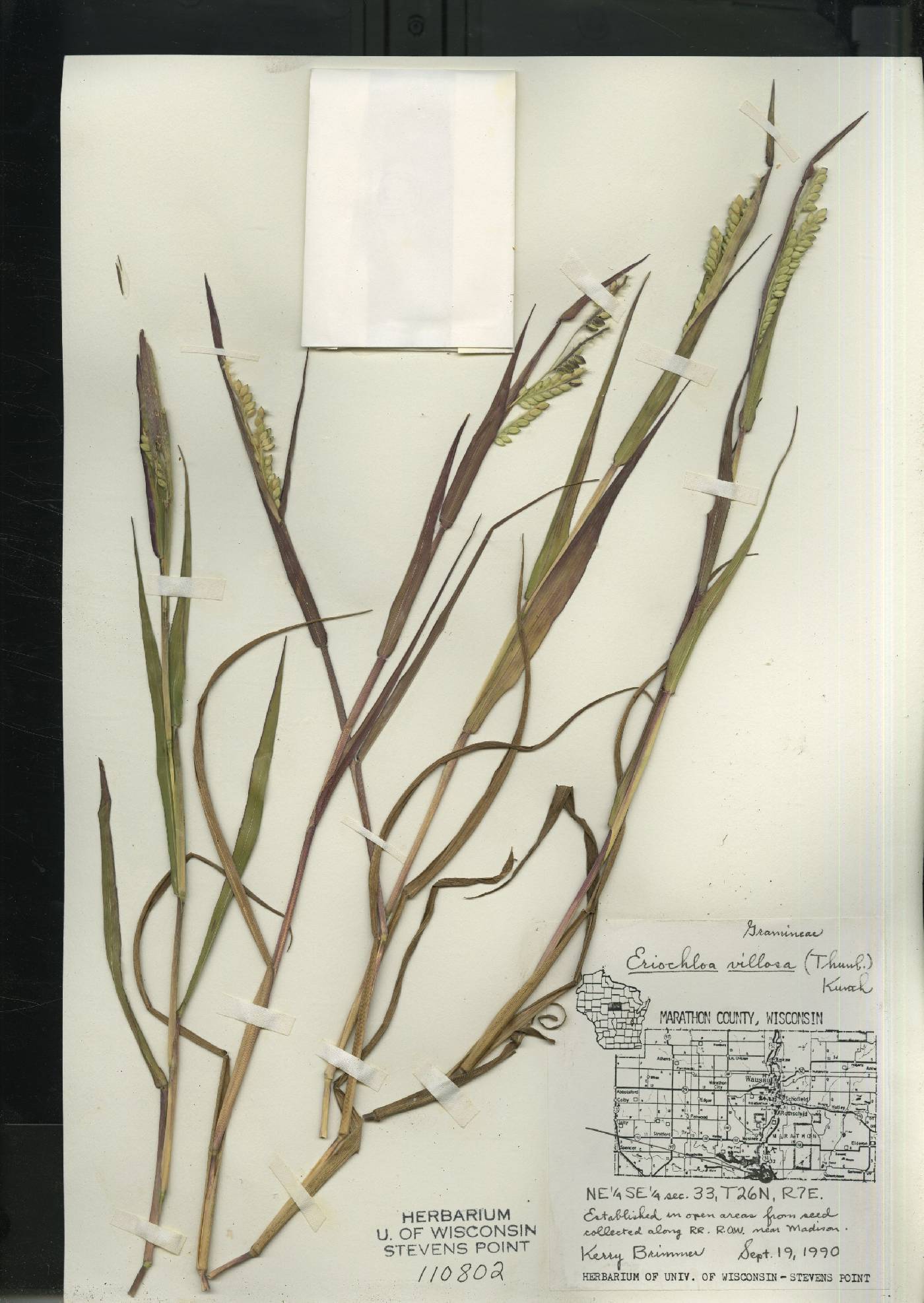Eriochloa villosa image