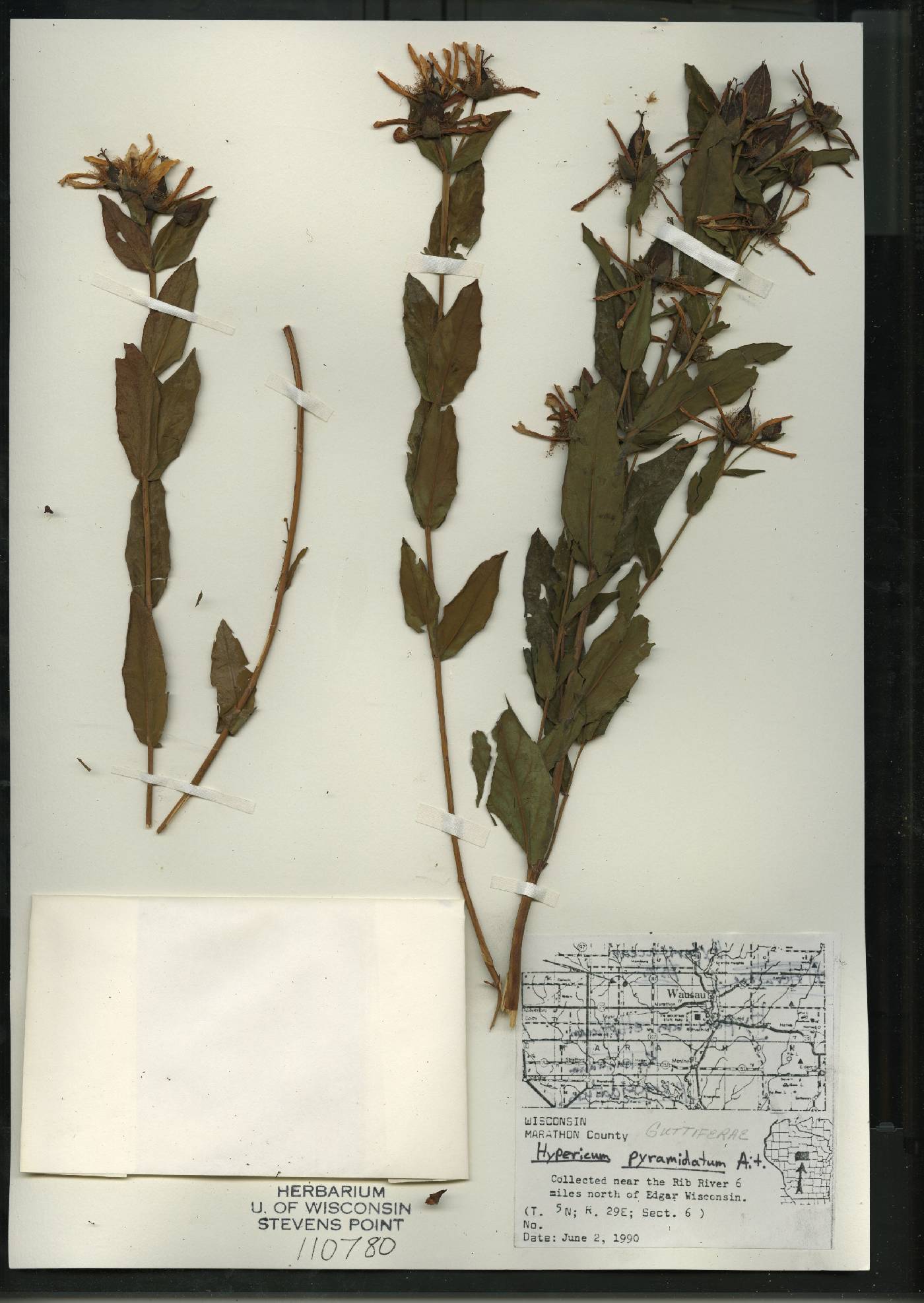 Hypericum ascyron image