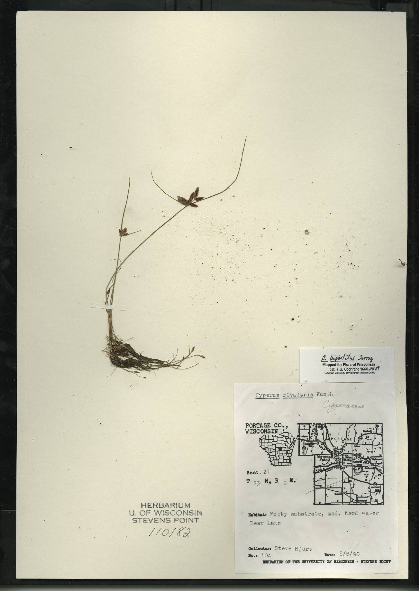 Cyperus bipartitus image