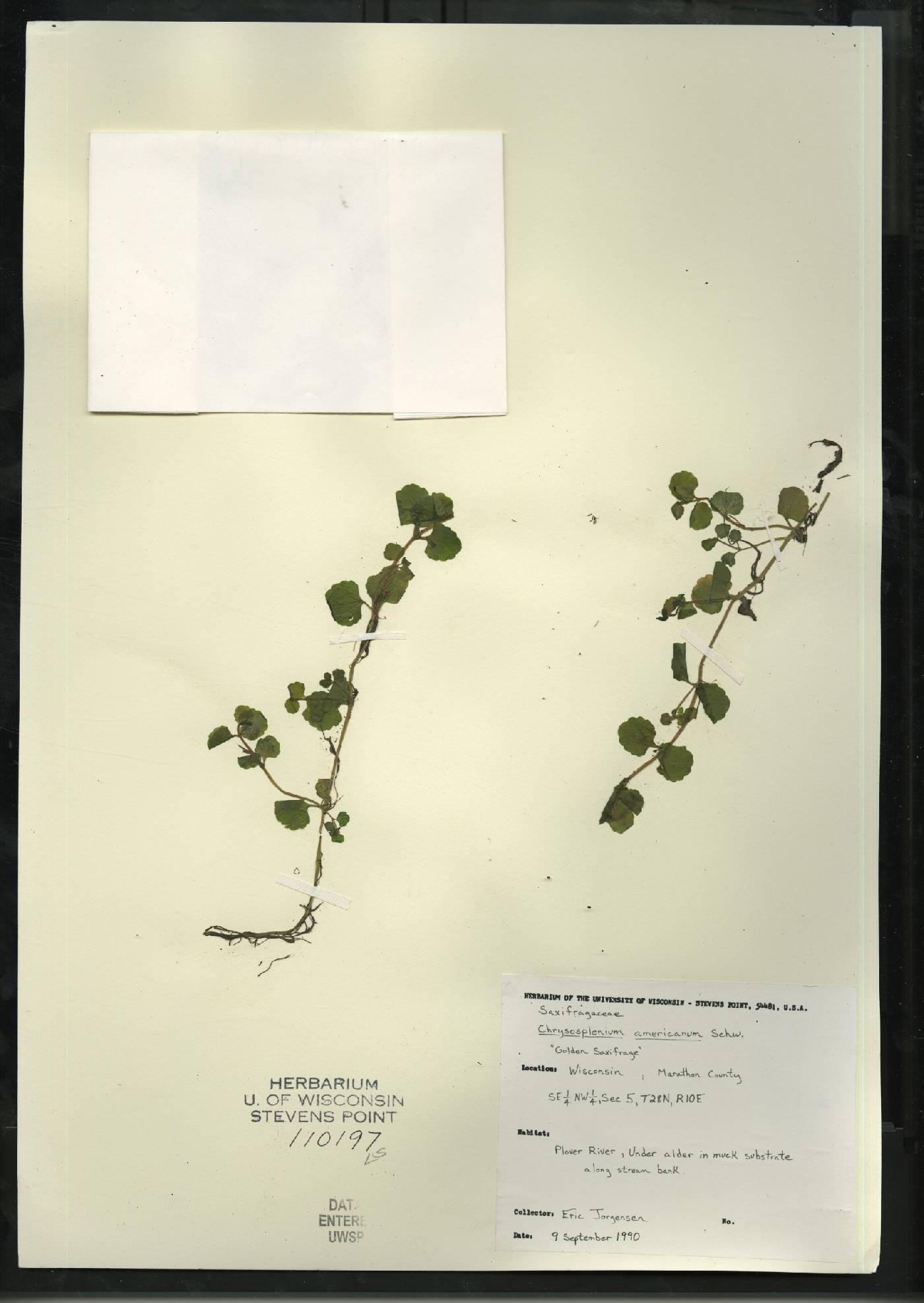 Chrysosplenium americanum image