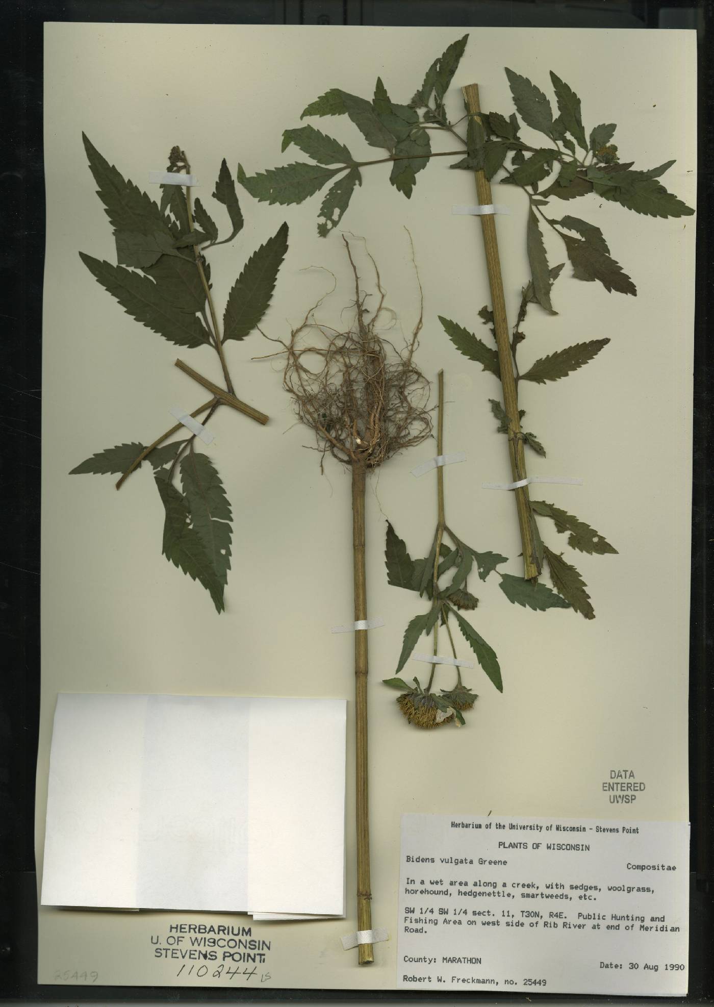 Bidens vulgata image