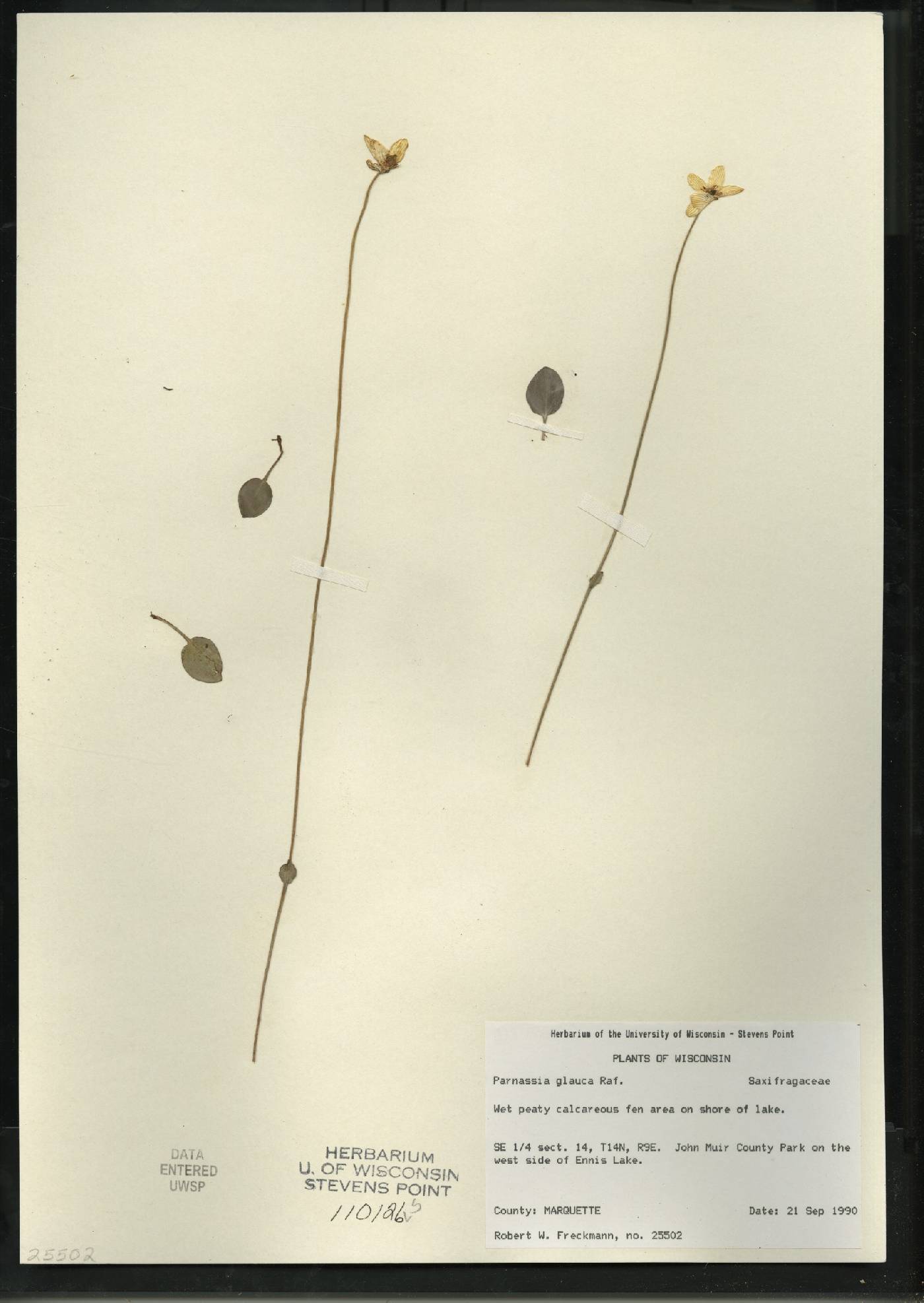 Parnassia glauca image