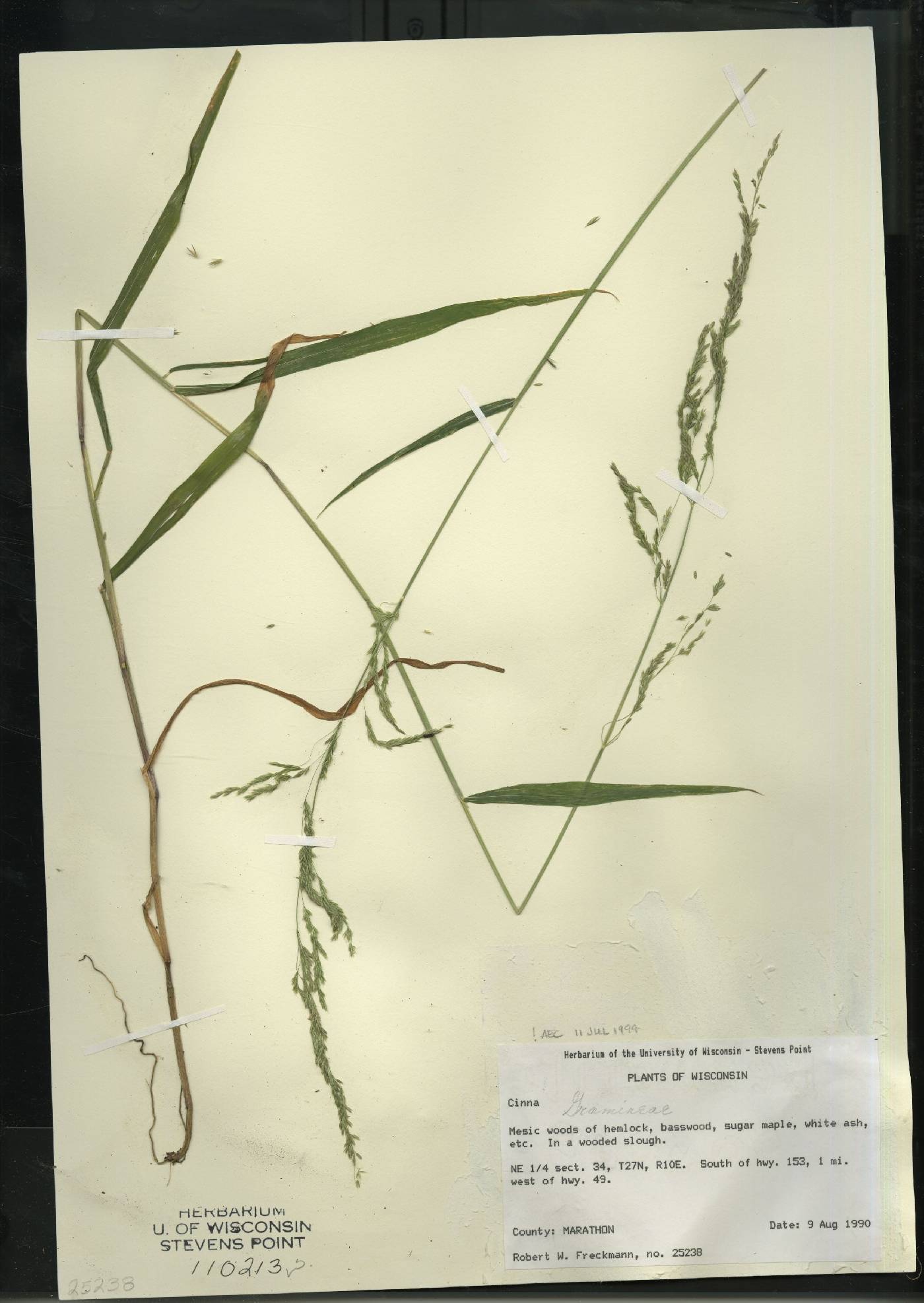 Cinna latifolia image