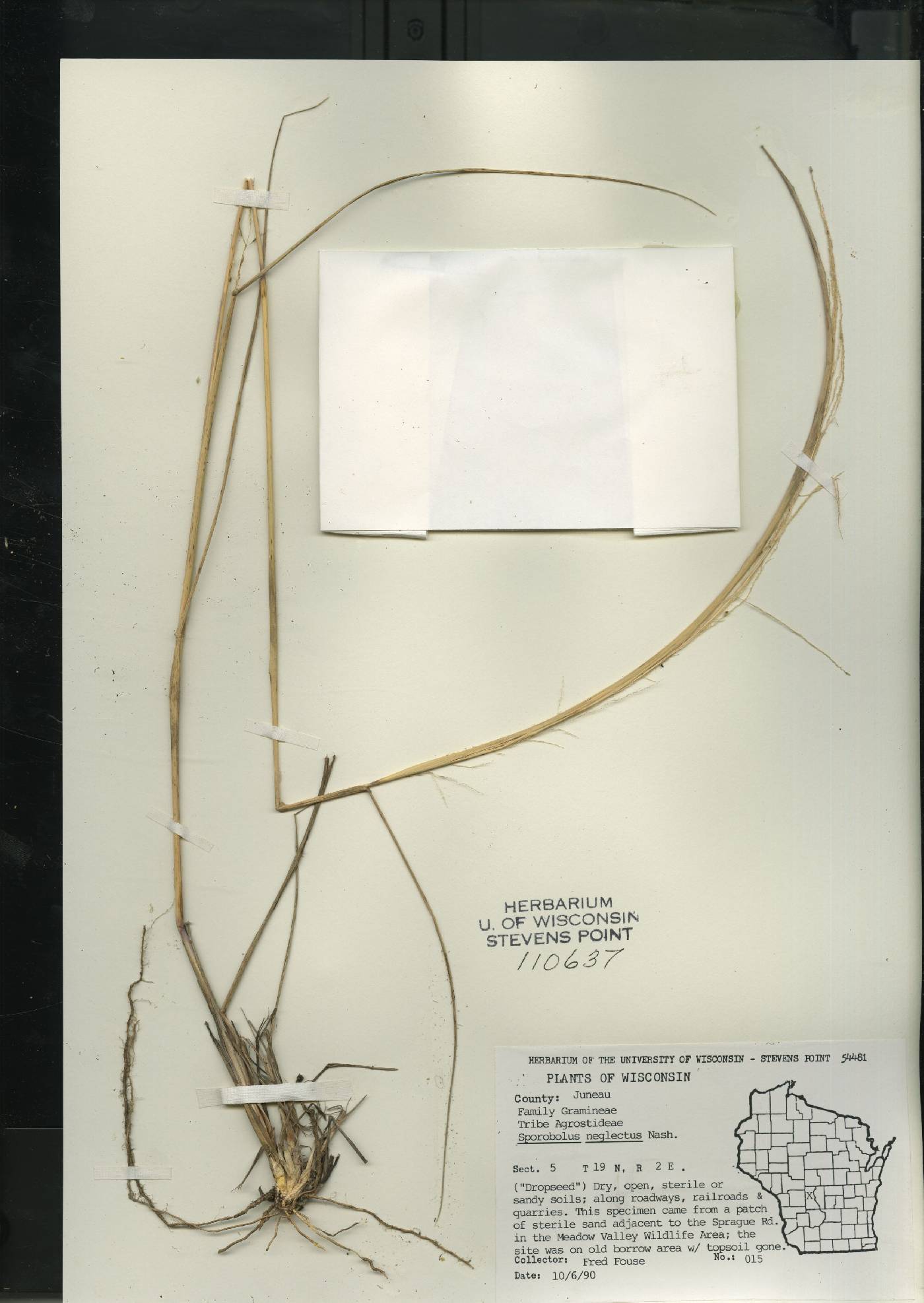 Sporobolus neglectus image