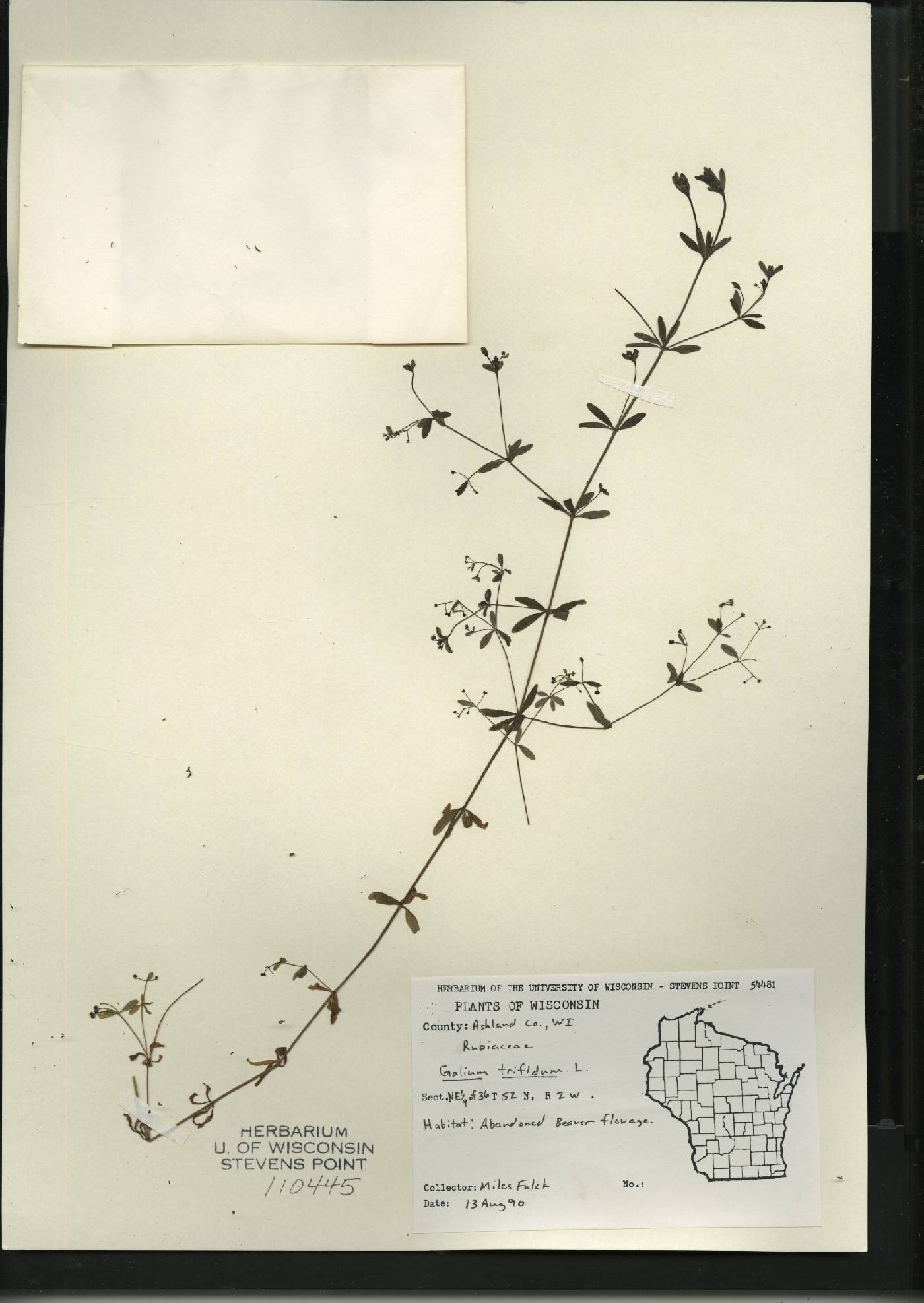 Galium trifidum image