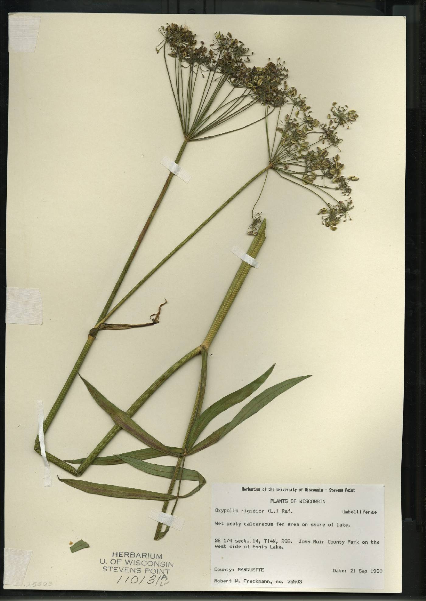 Oxypolis rigidior image