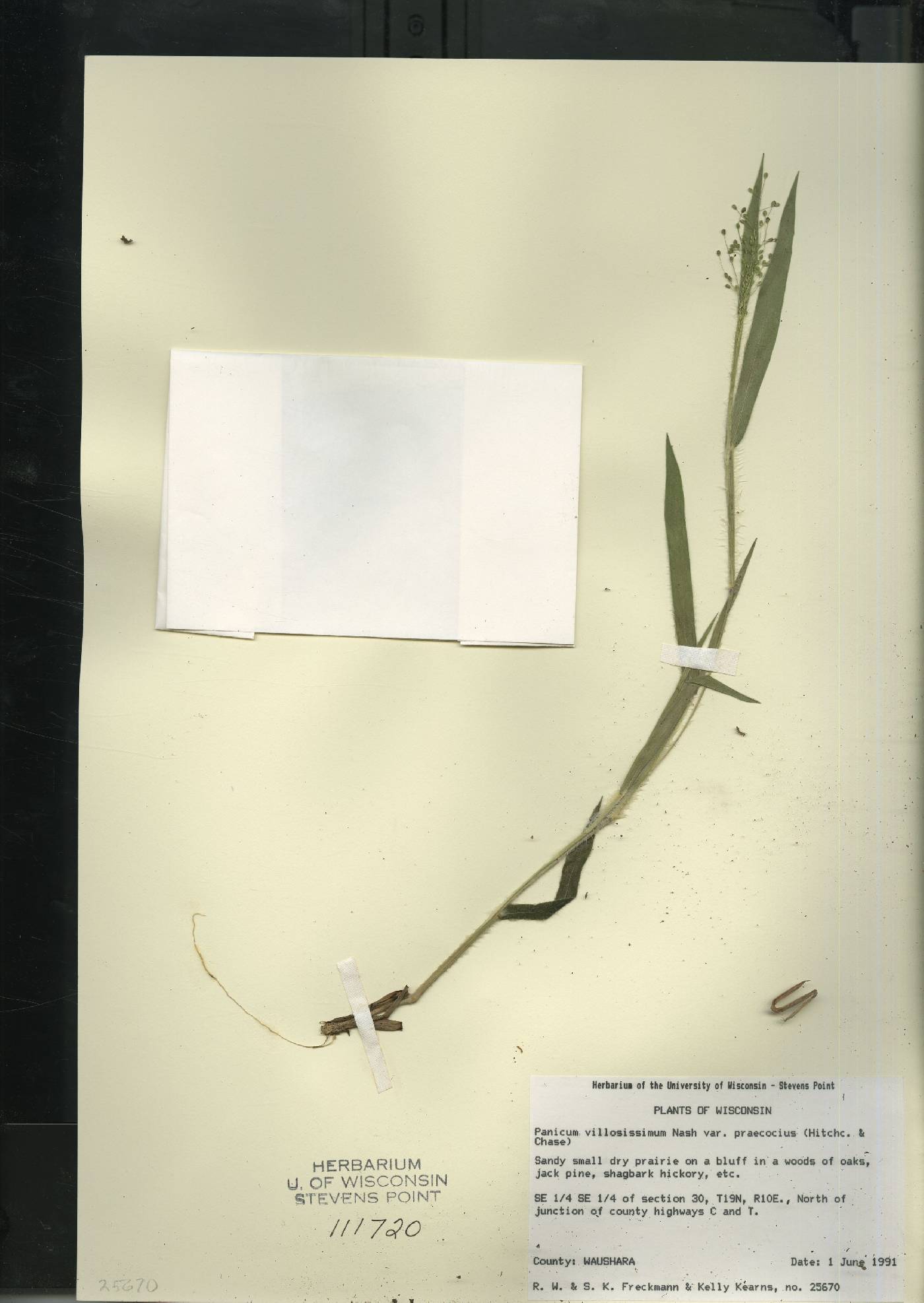 Dichanthelium villosissimum var. praecocius image