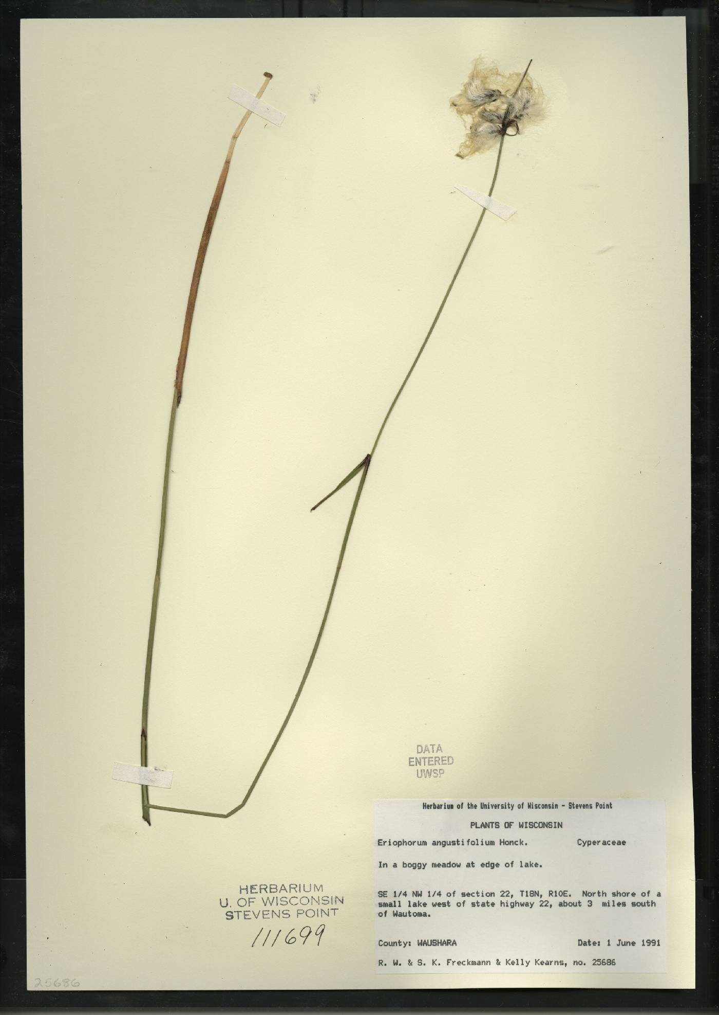 Eriophorum angustifolium image