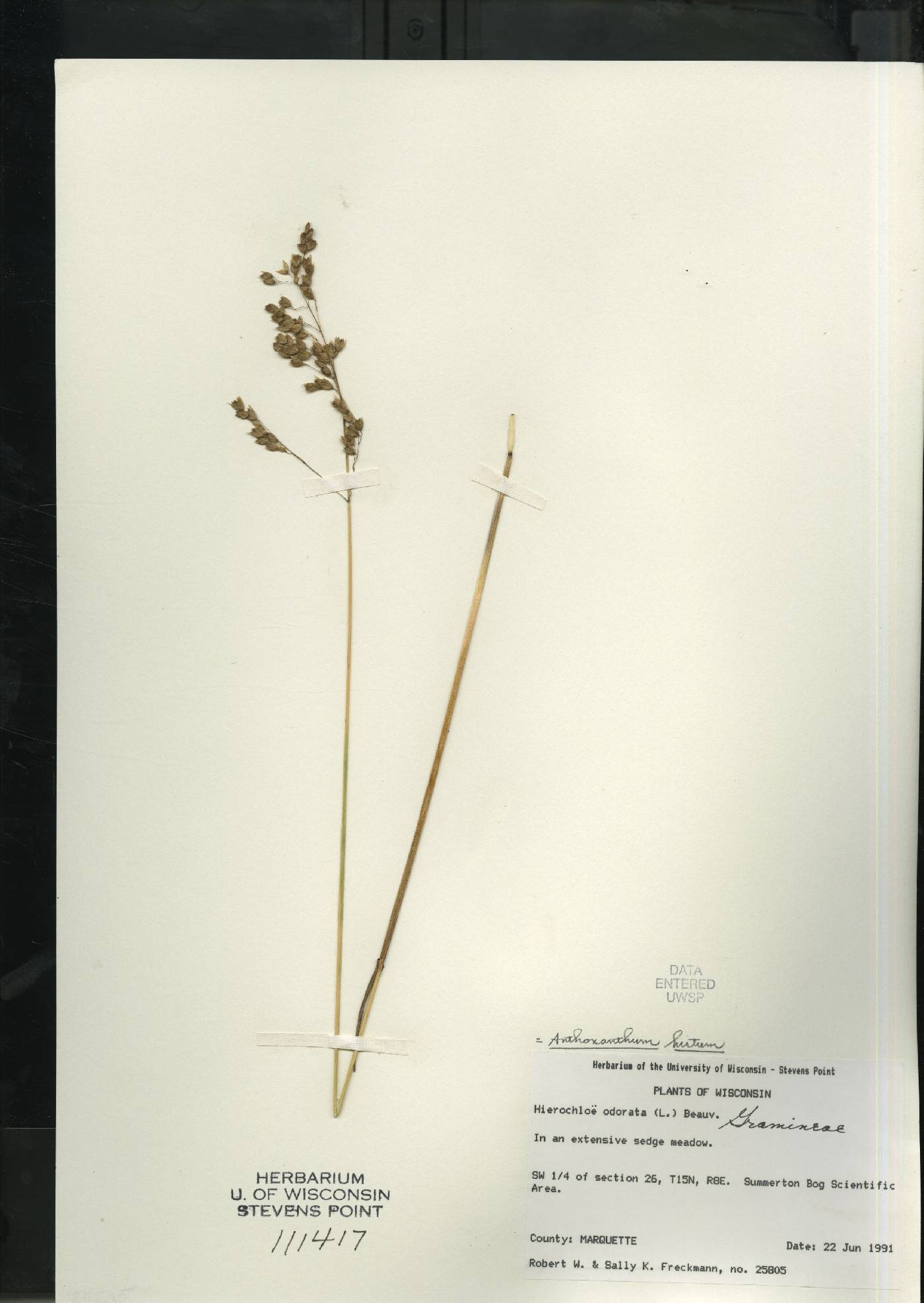 Anthoxanthum hirtum subsp. arcticum image