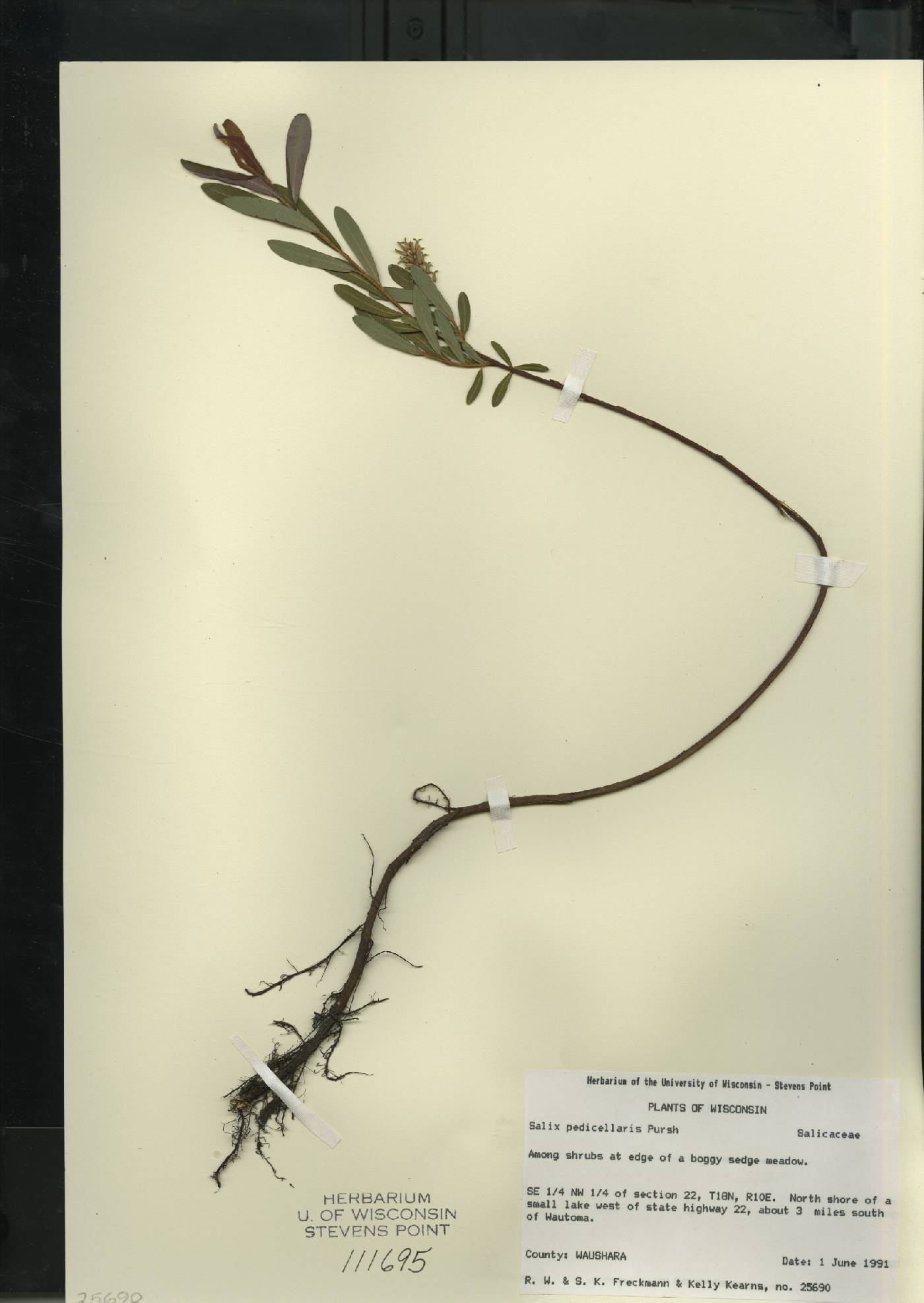 Salix pedicellaris image