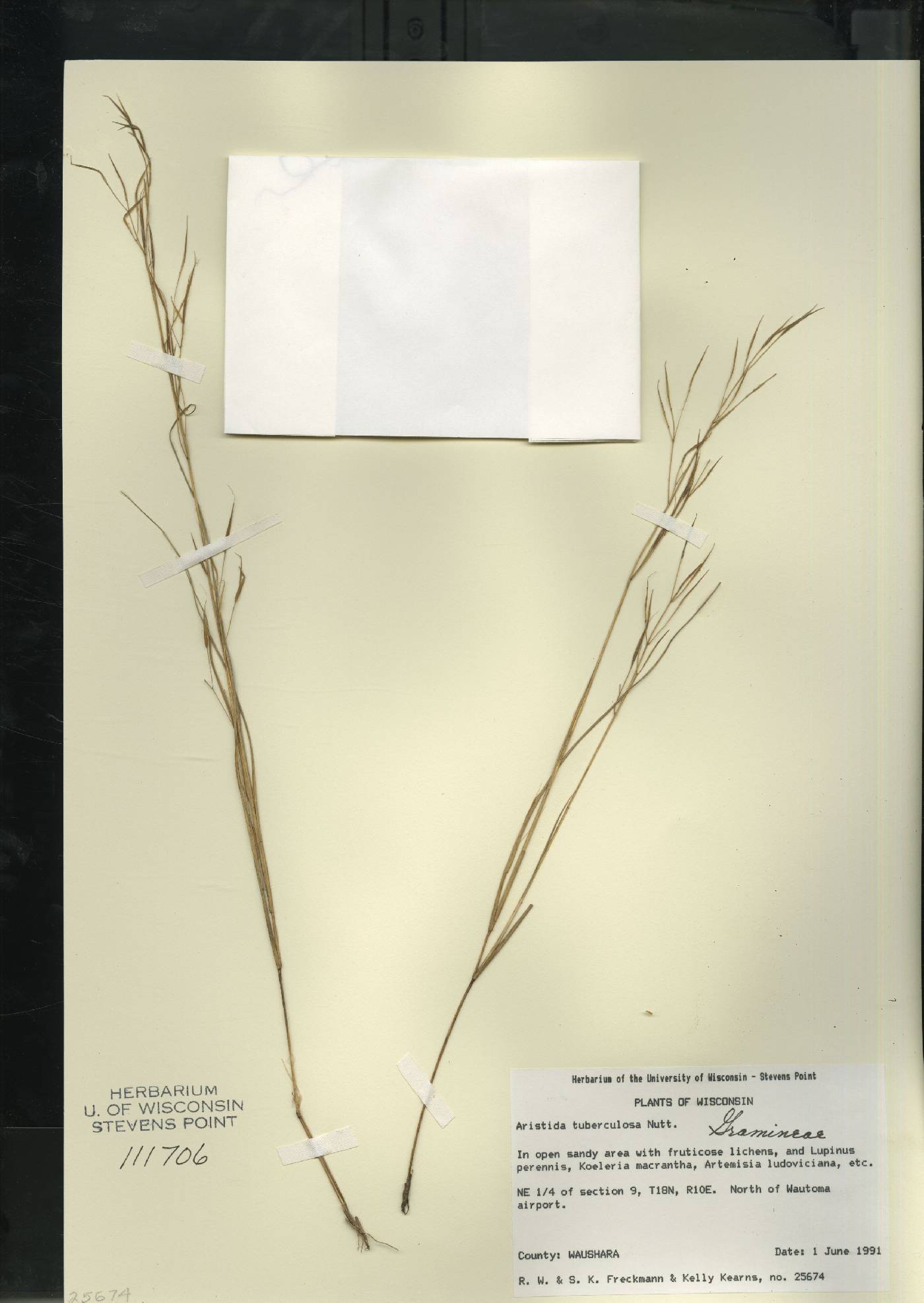Aristida tuberculosa image