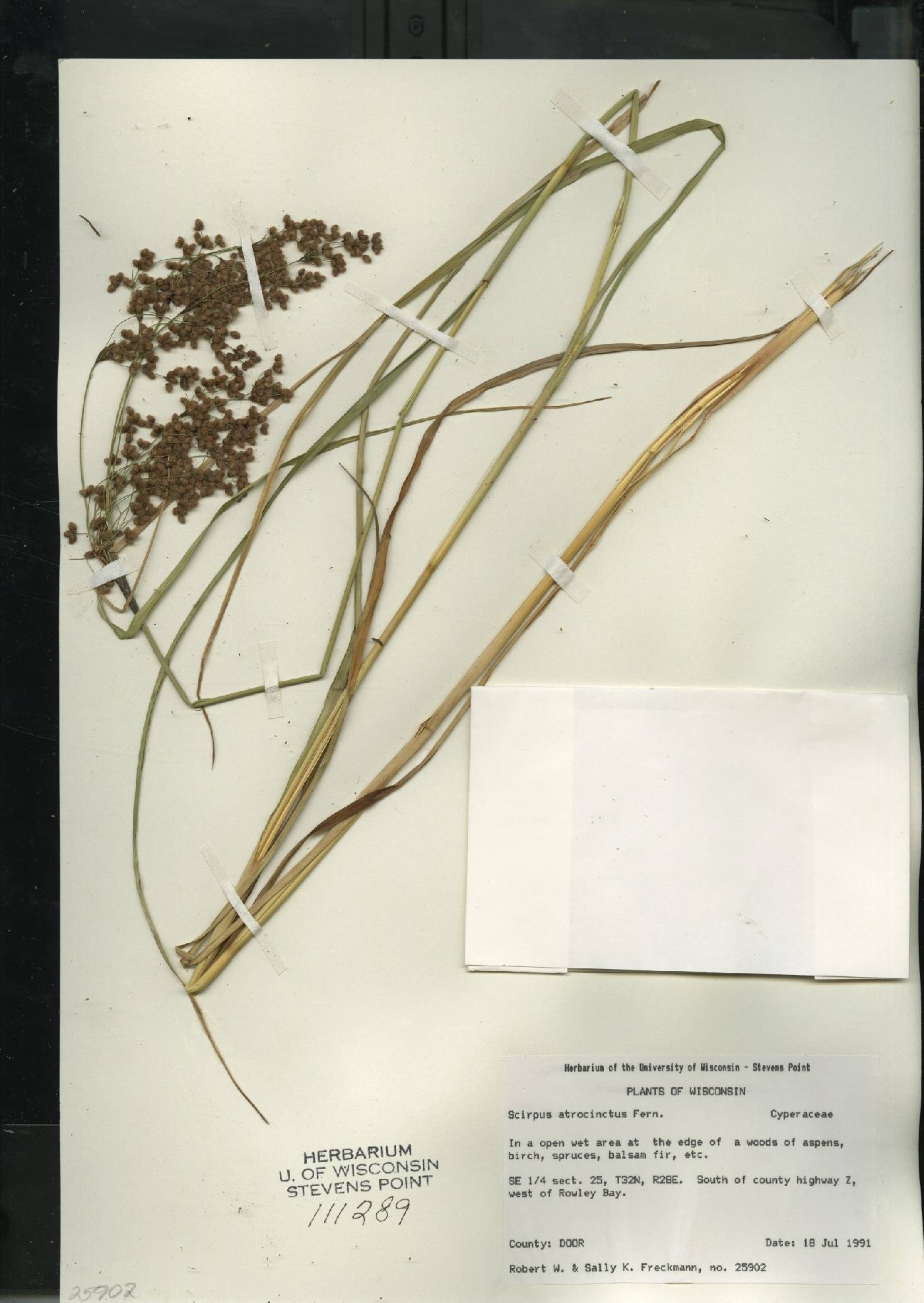 Scirpus atrocinctus image