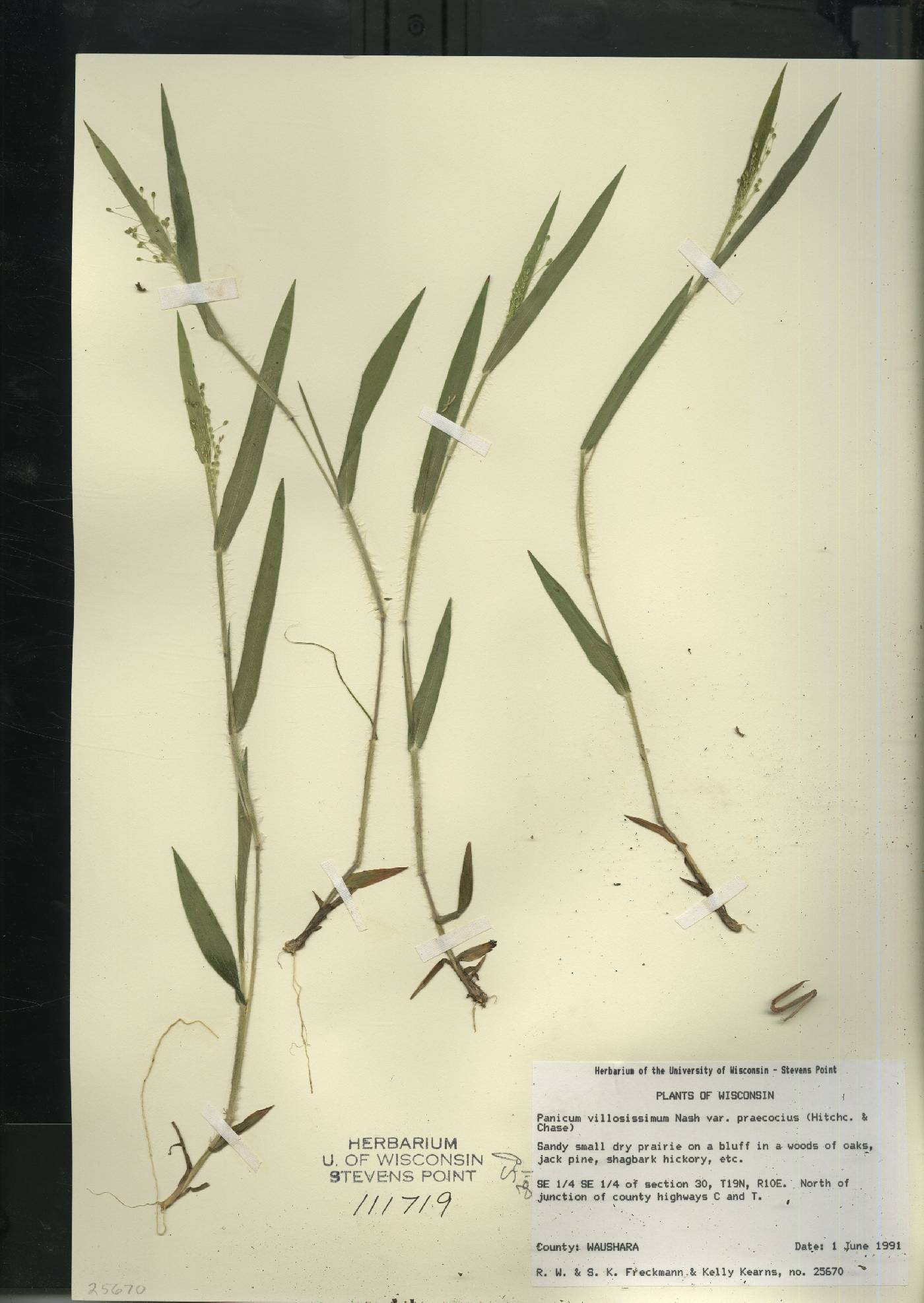 Dichanthelium villosissimum var. praecocius image