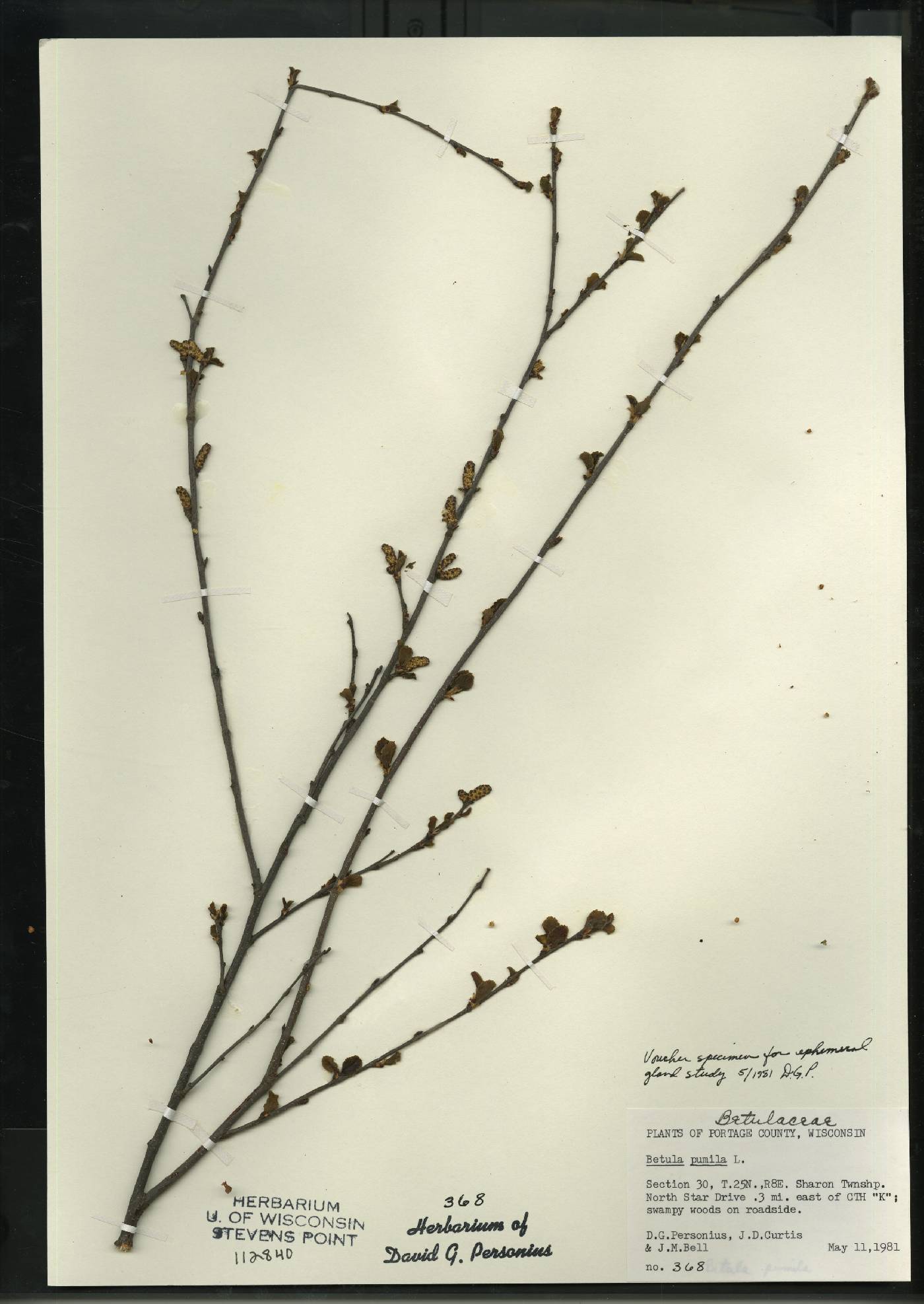 Betula pumila image